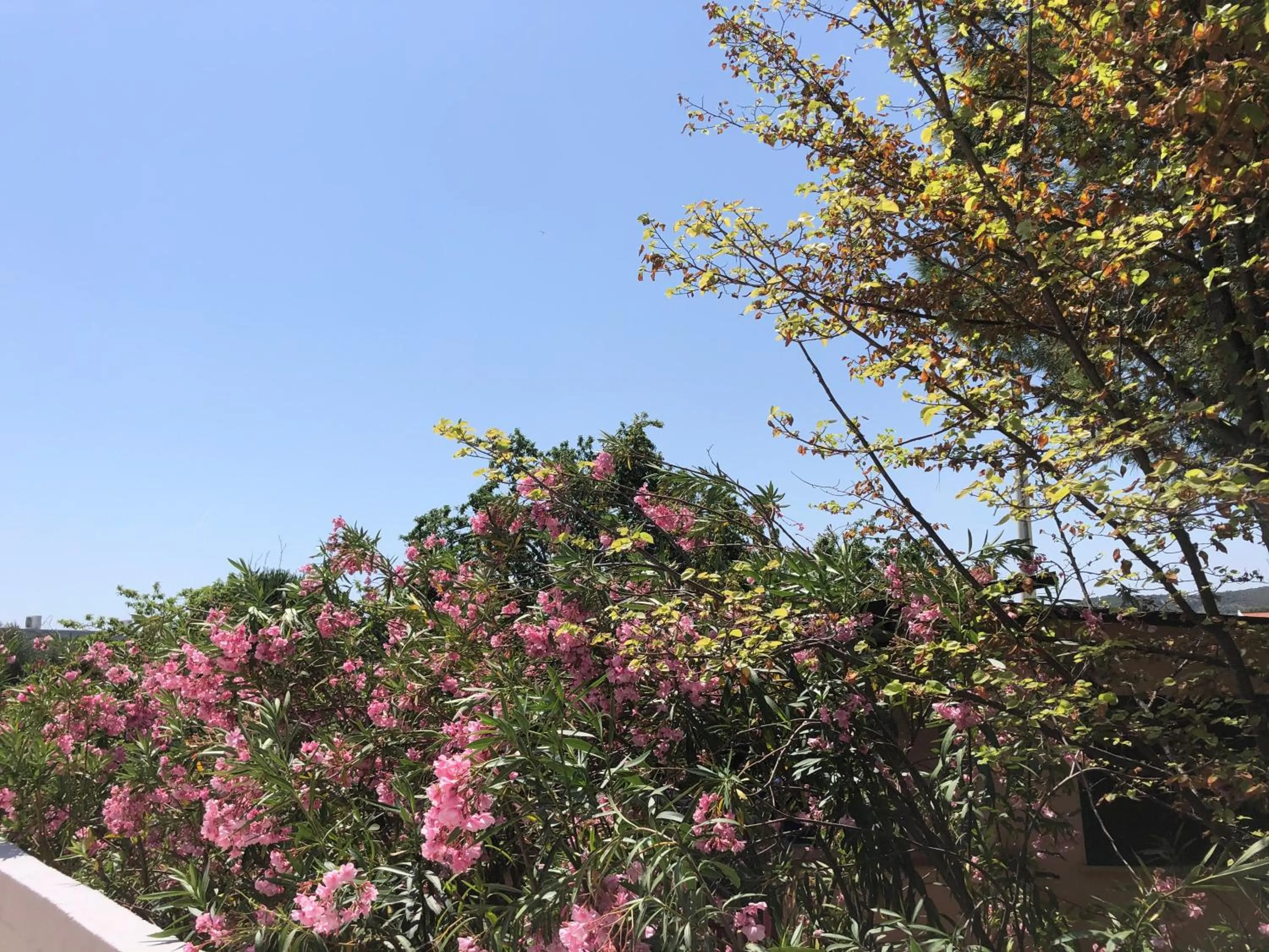 Garden in Tiglio Vieste