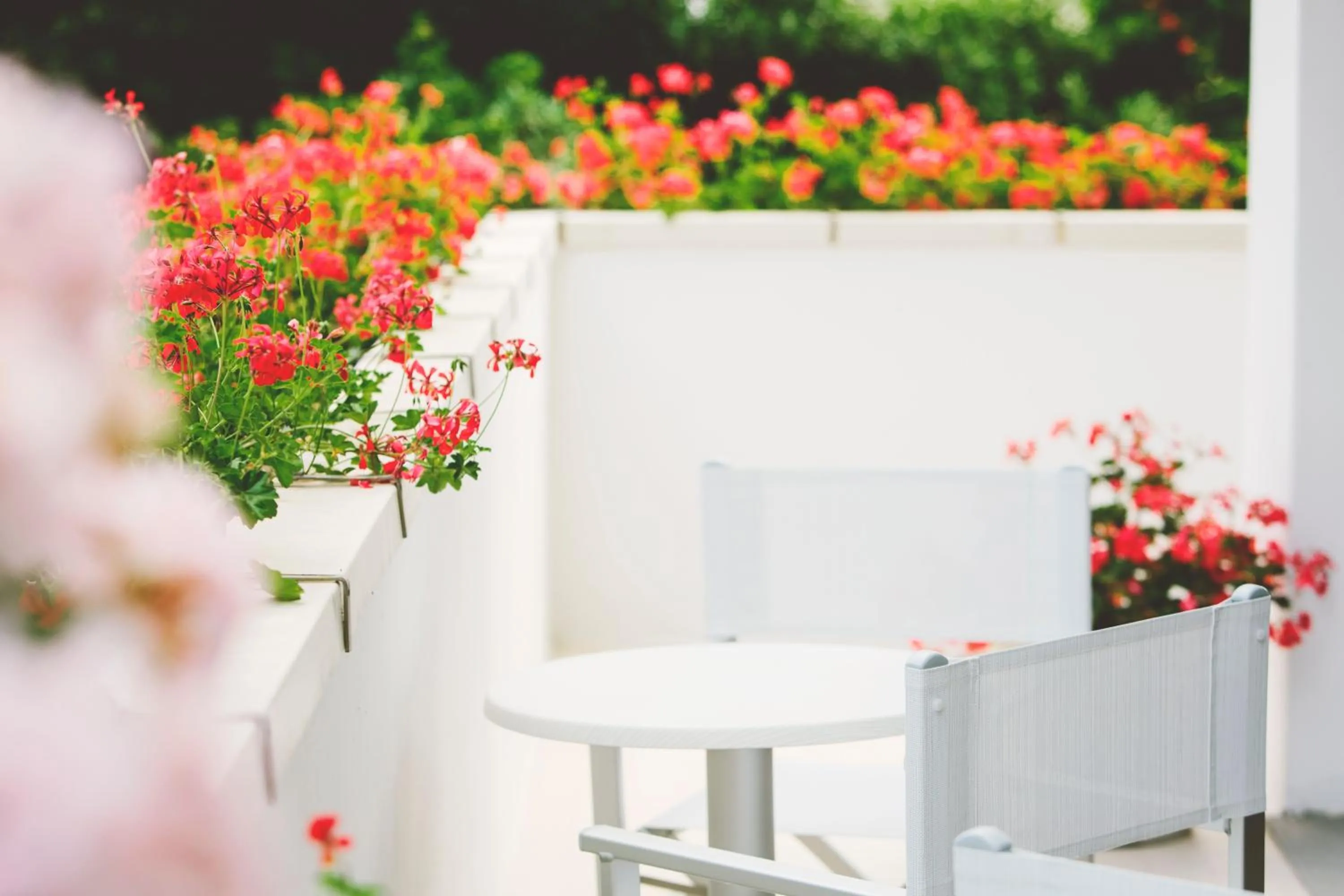 Garden in Hotel Marco