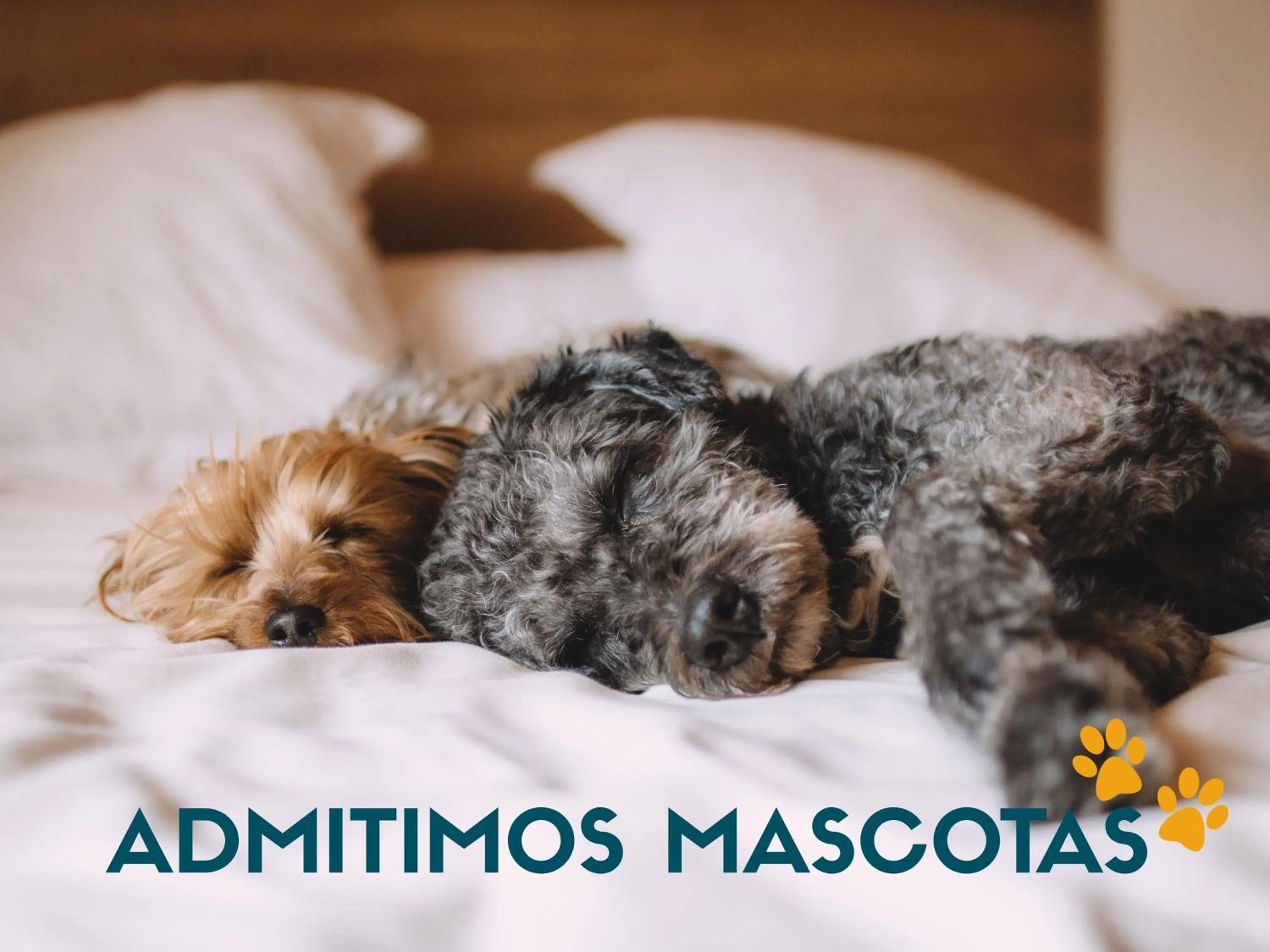 Pets in Apartamentos Nahira Suites 3000