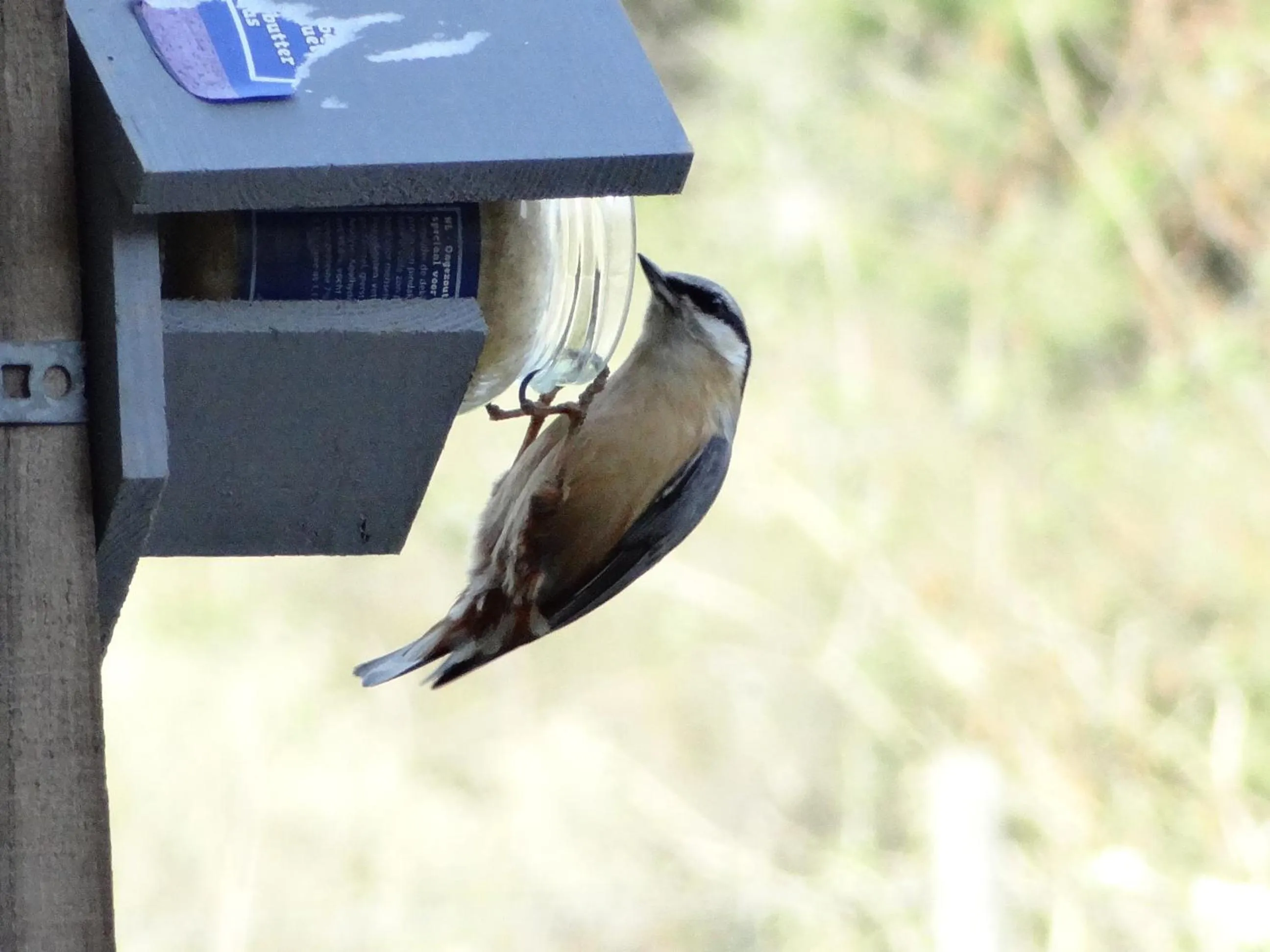 Animals in La Fermette Blanche