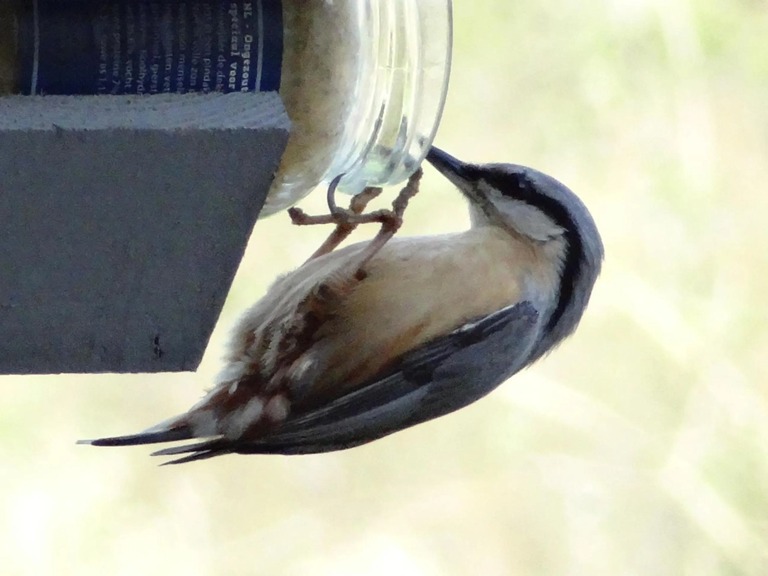 Animals in La Fermette Blanche