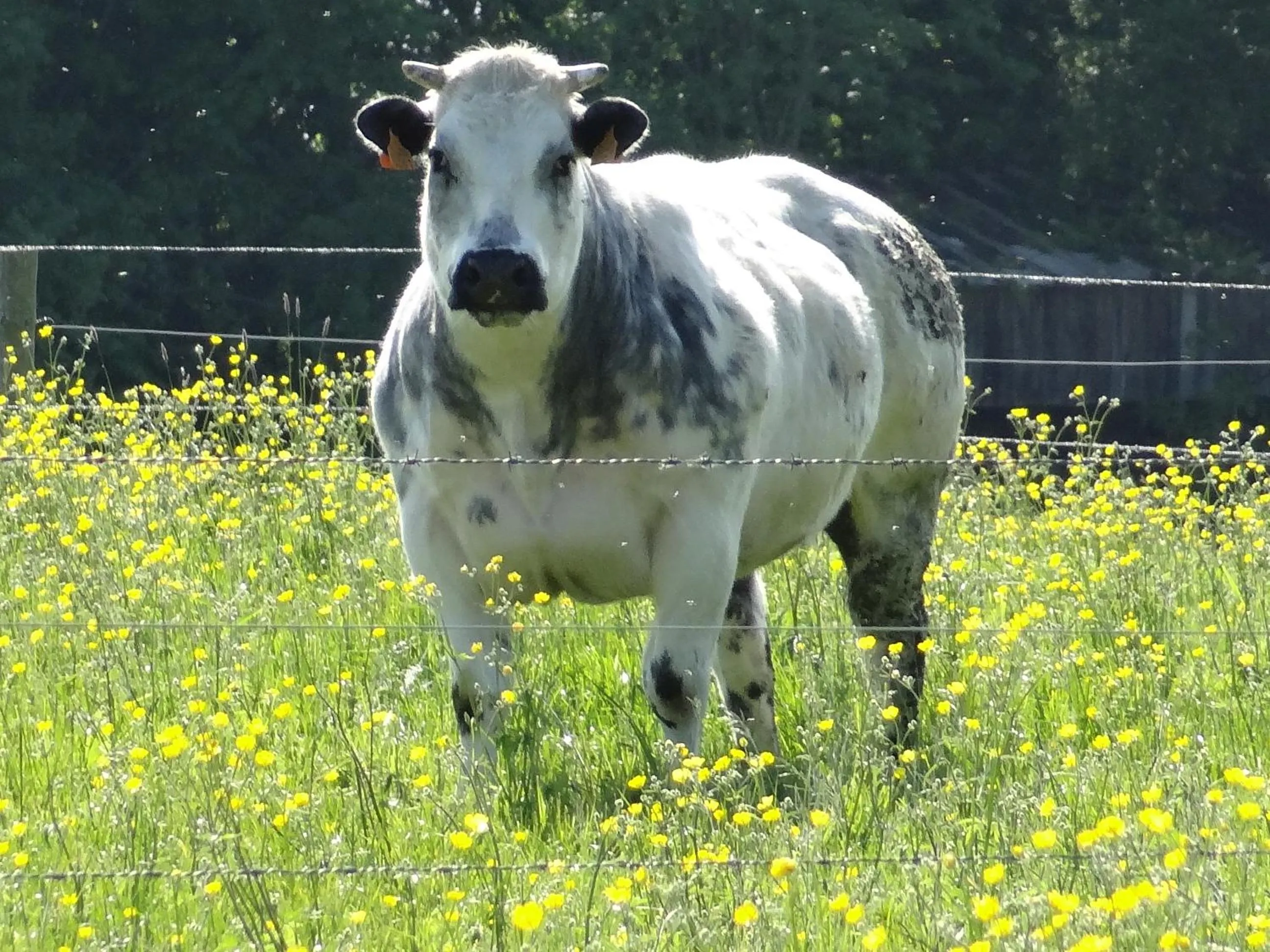 Natural landscape in La Fermette Blanche