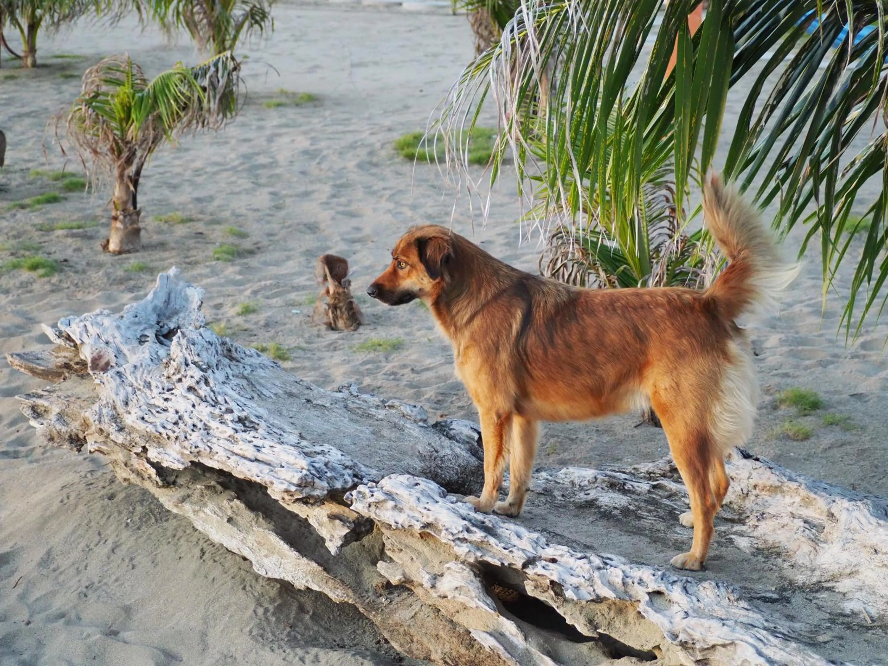 Pets in Footprints Beach Resort