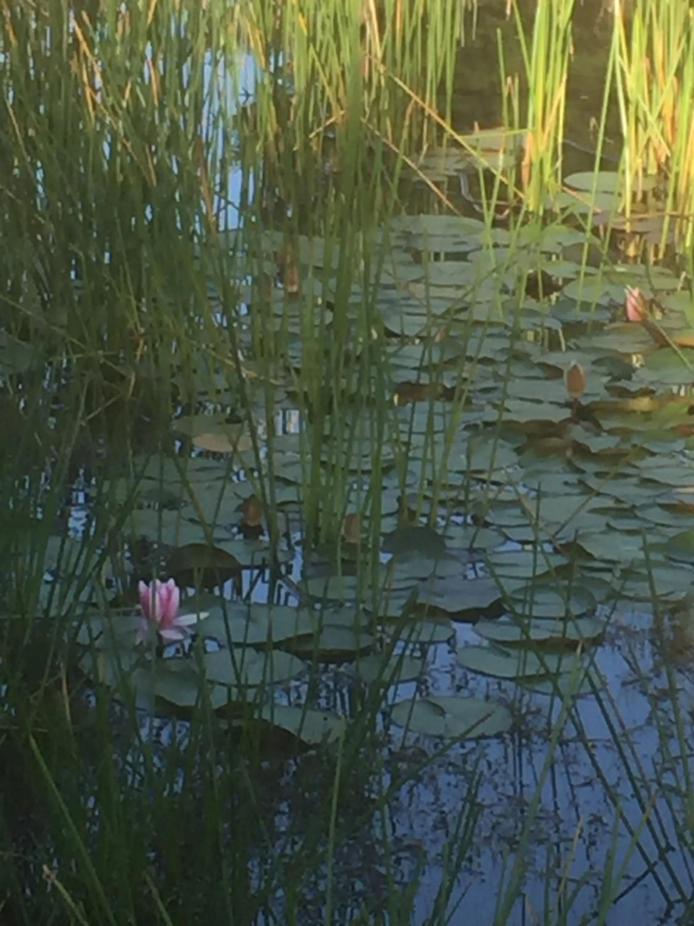 Natural landscape in Helen's Homestead