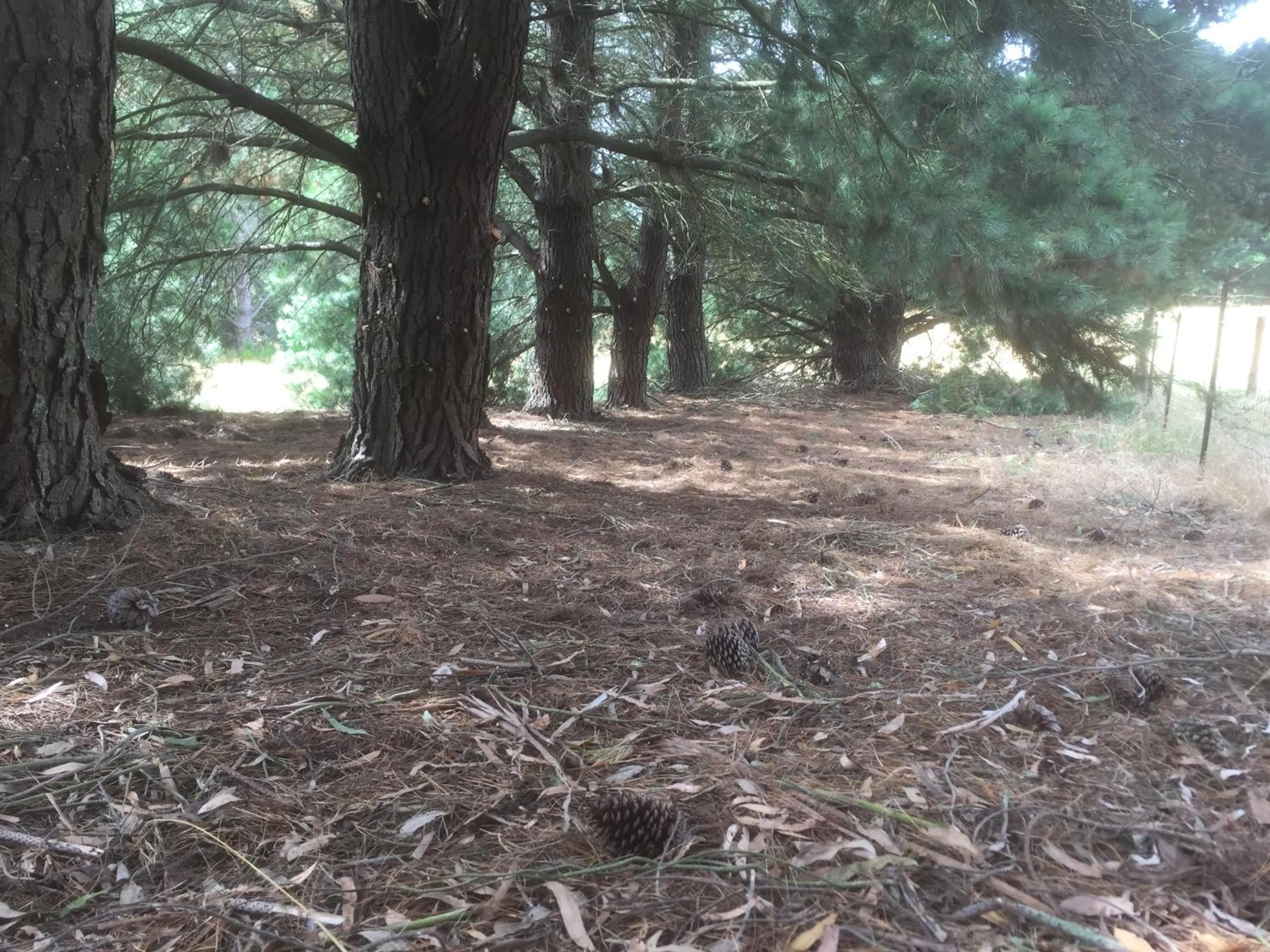 Property building in Helen's Homestead