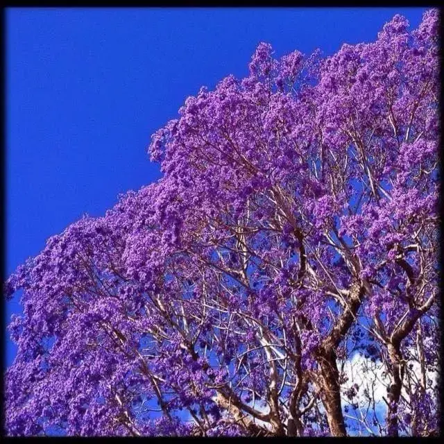 The Church The Church