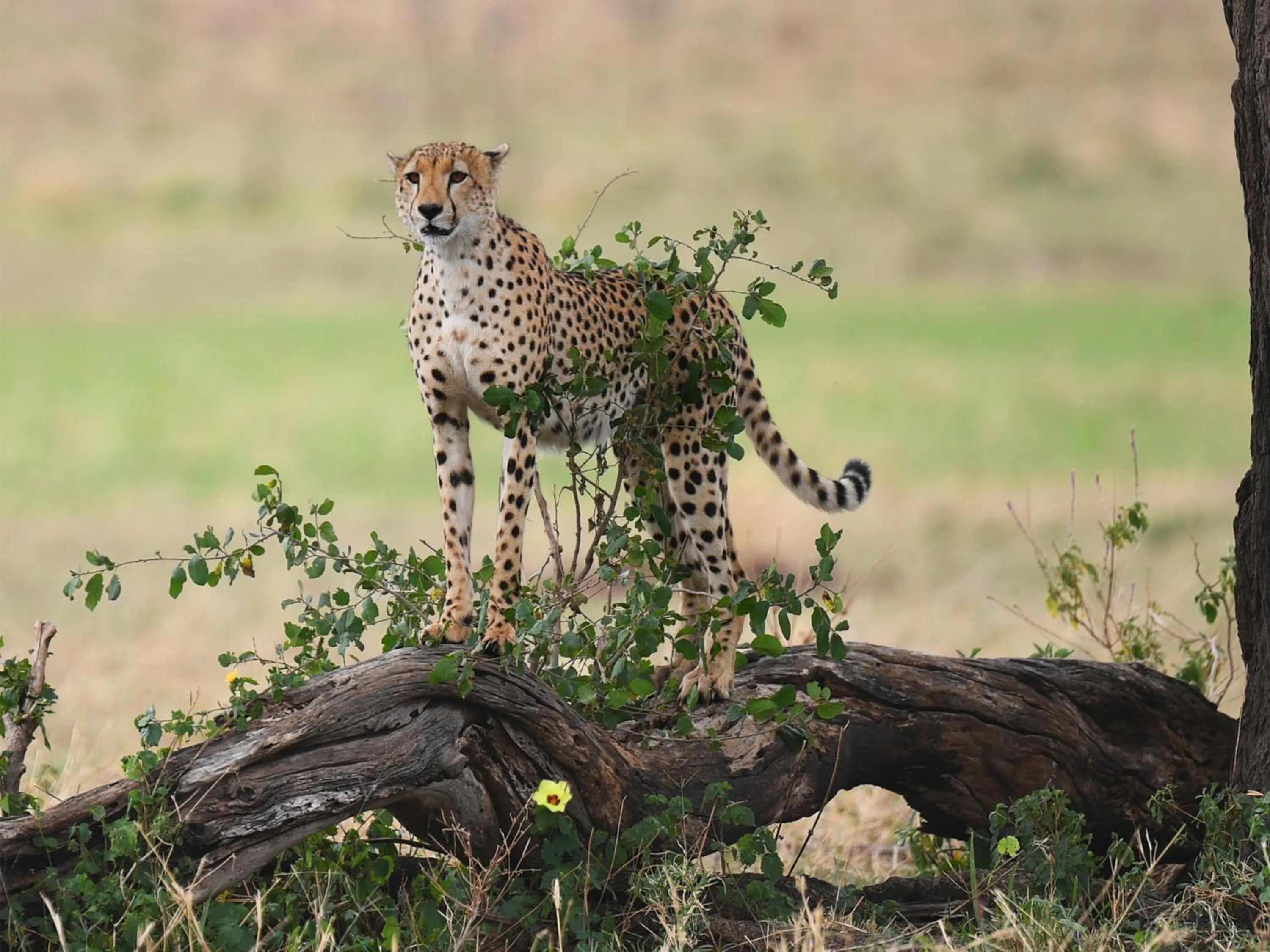 Animals in One Nature Nyaruswiga Serengeti