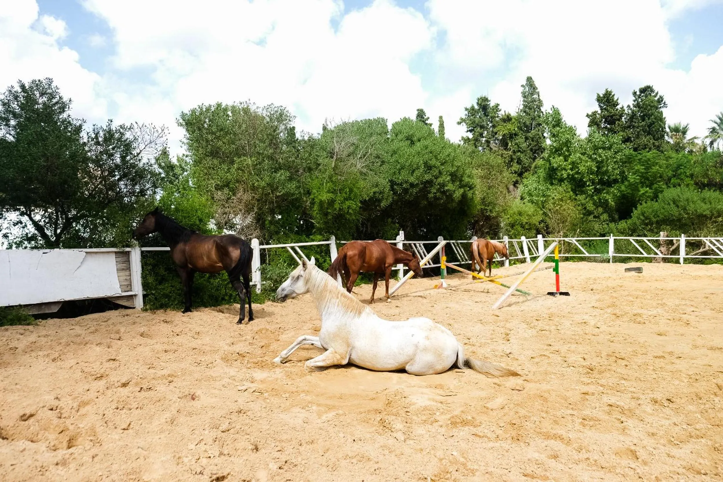 Pets in The Orangers Beach Resort and Bungalows All Inclusive