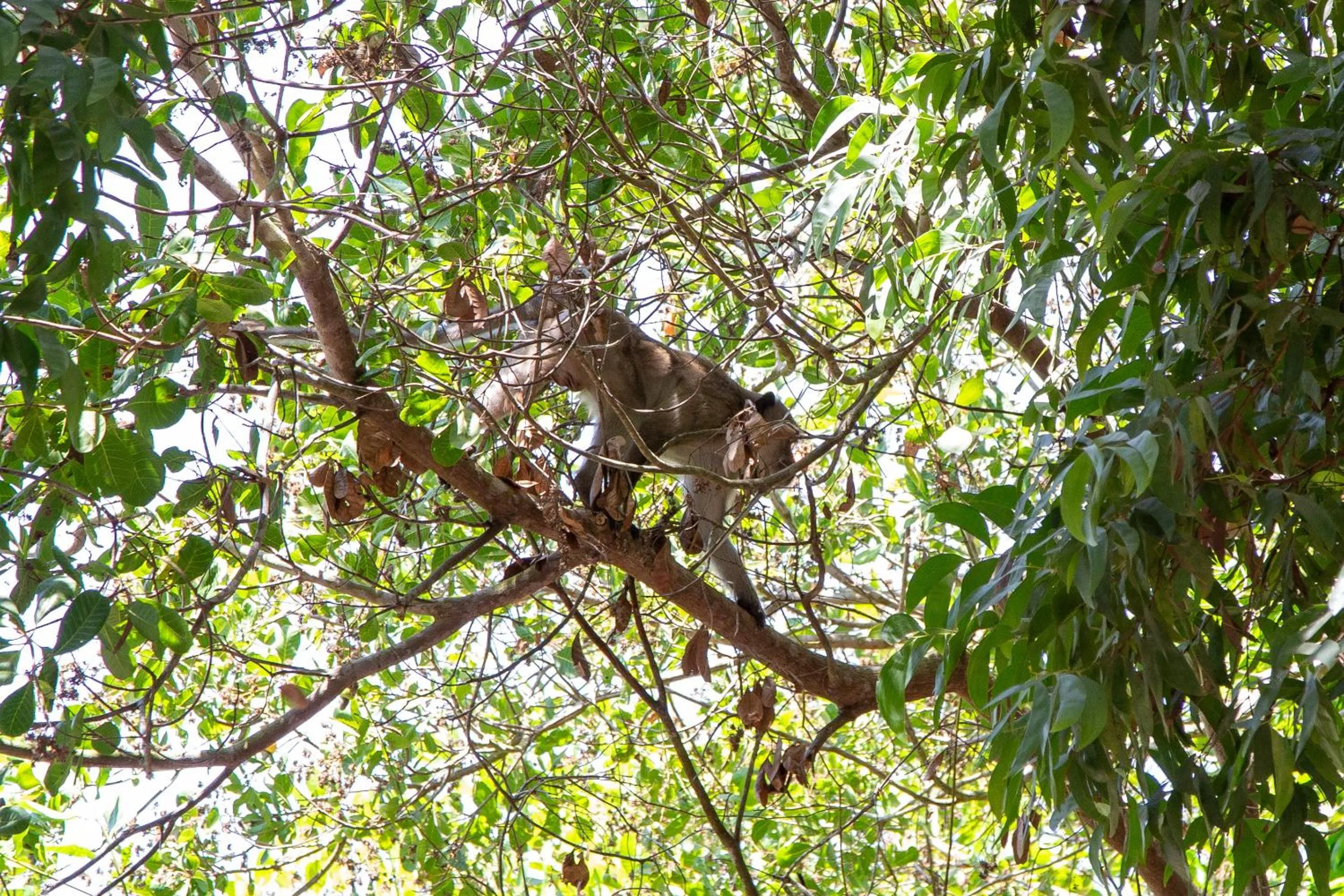 Animals in Frog Garden Hut