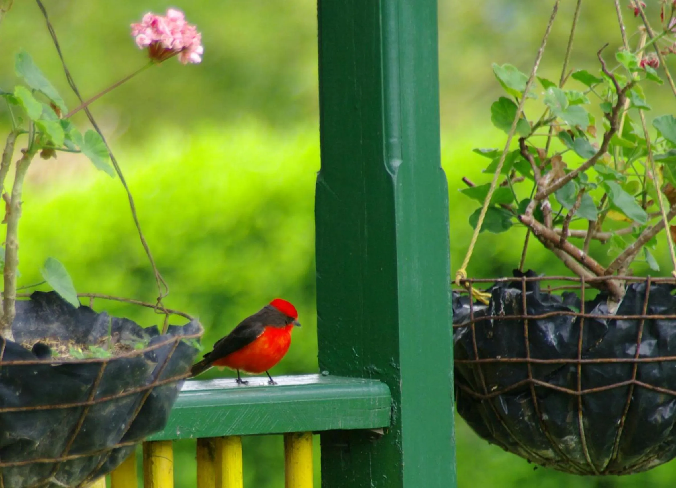 Garden view in Finca Hotel el Palmar