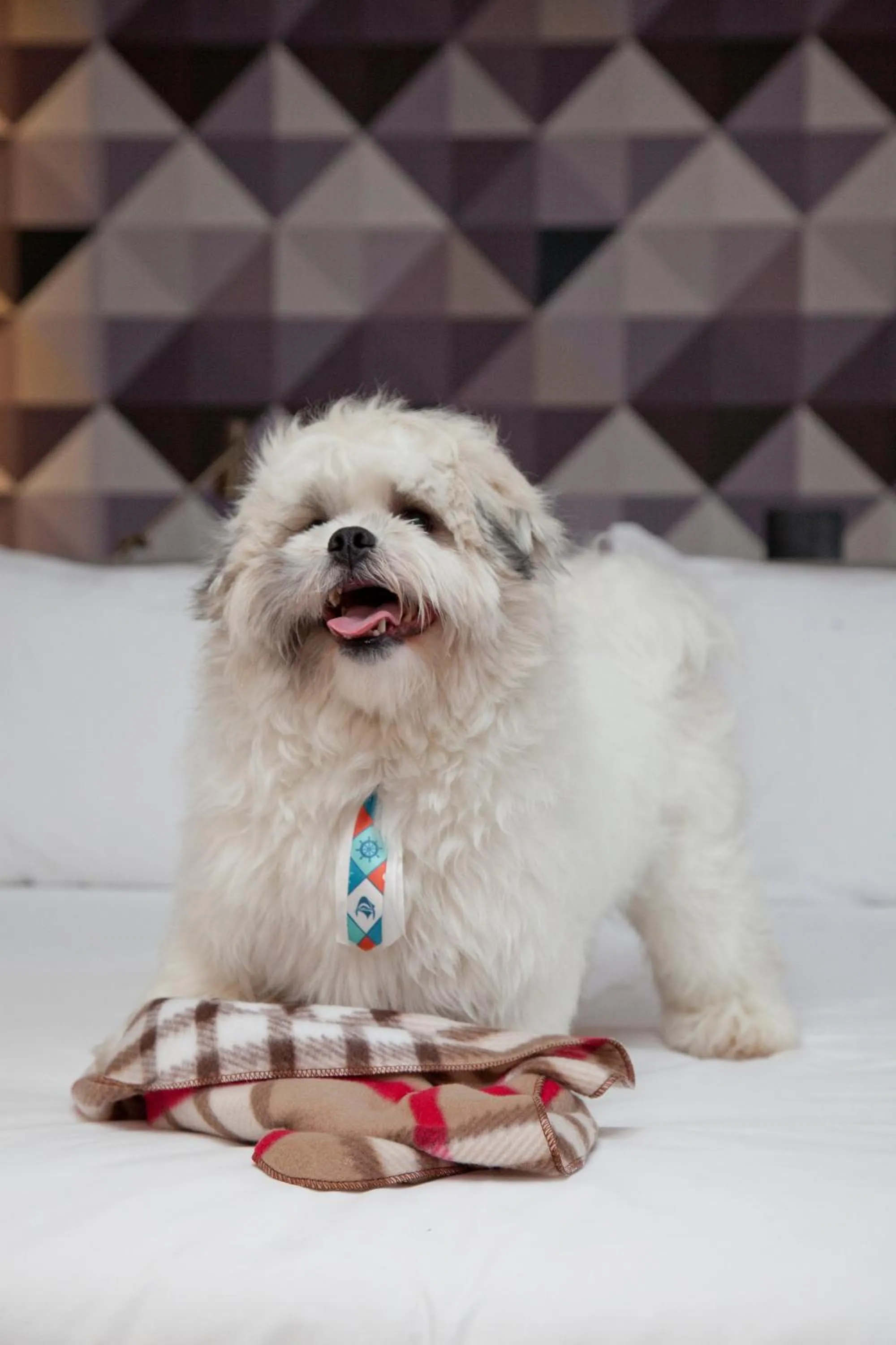 Animals in NH Collection Curitiba