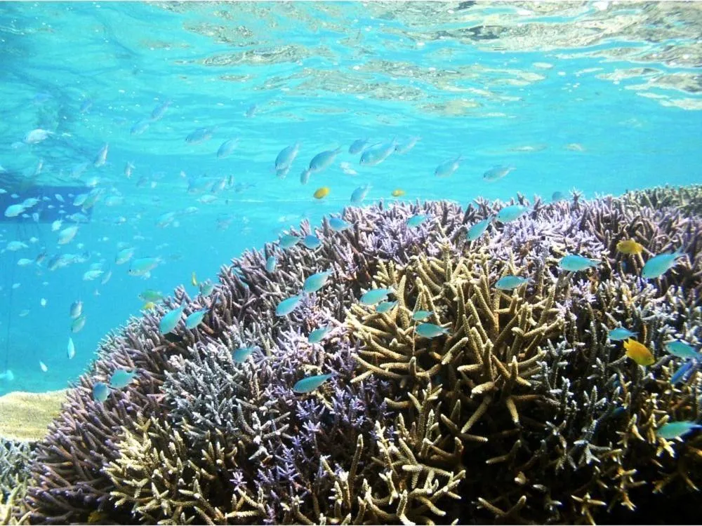 Snorkeling in Seven Colors Ishigakijima