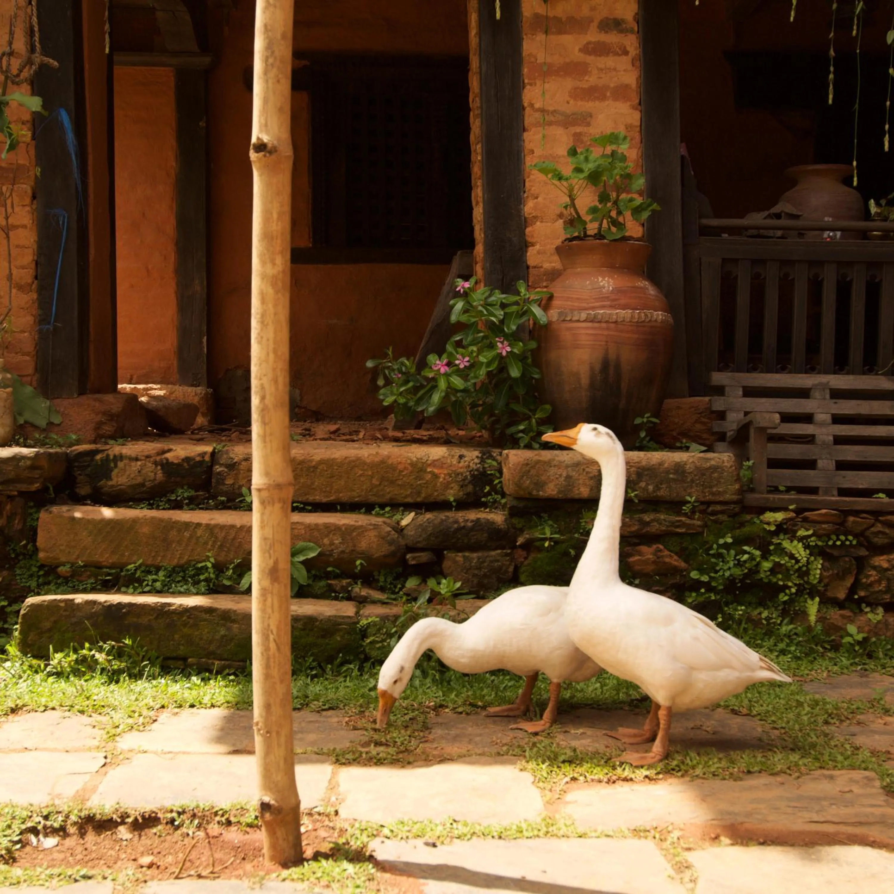 Pets in The Famous Farm
