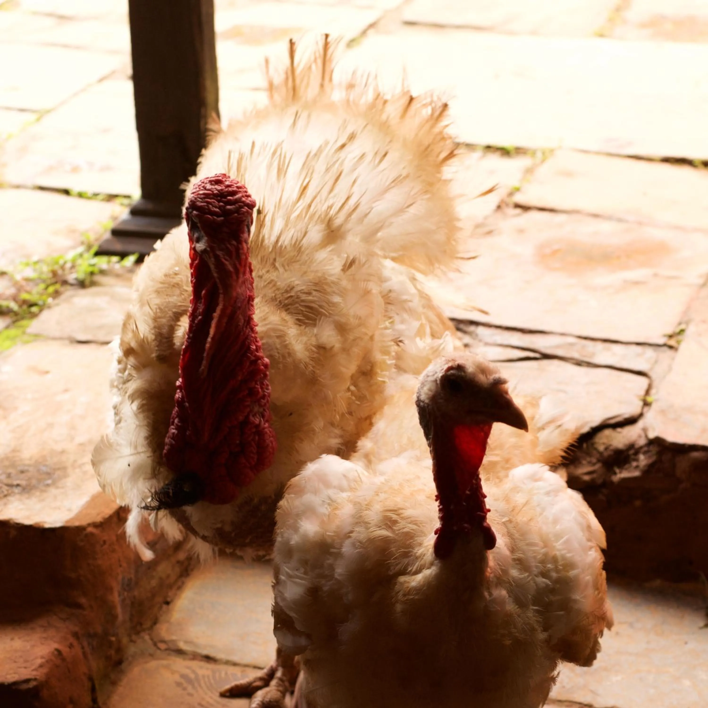 Animals in The Famous Farm