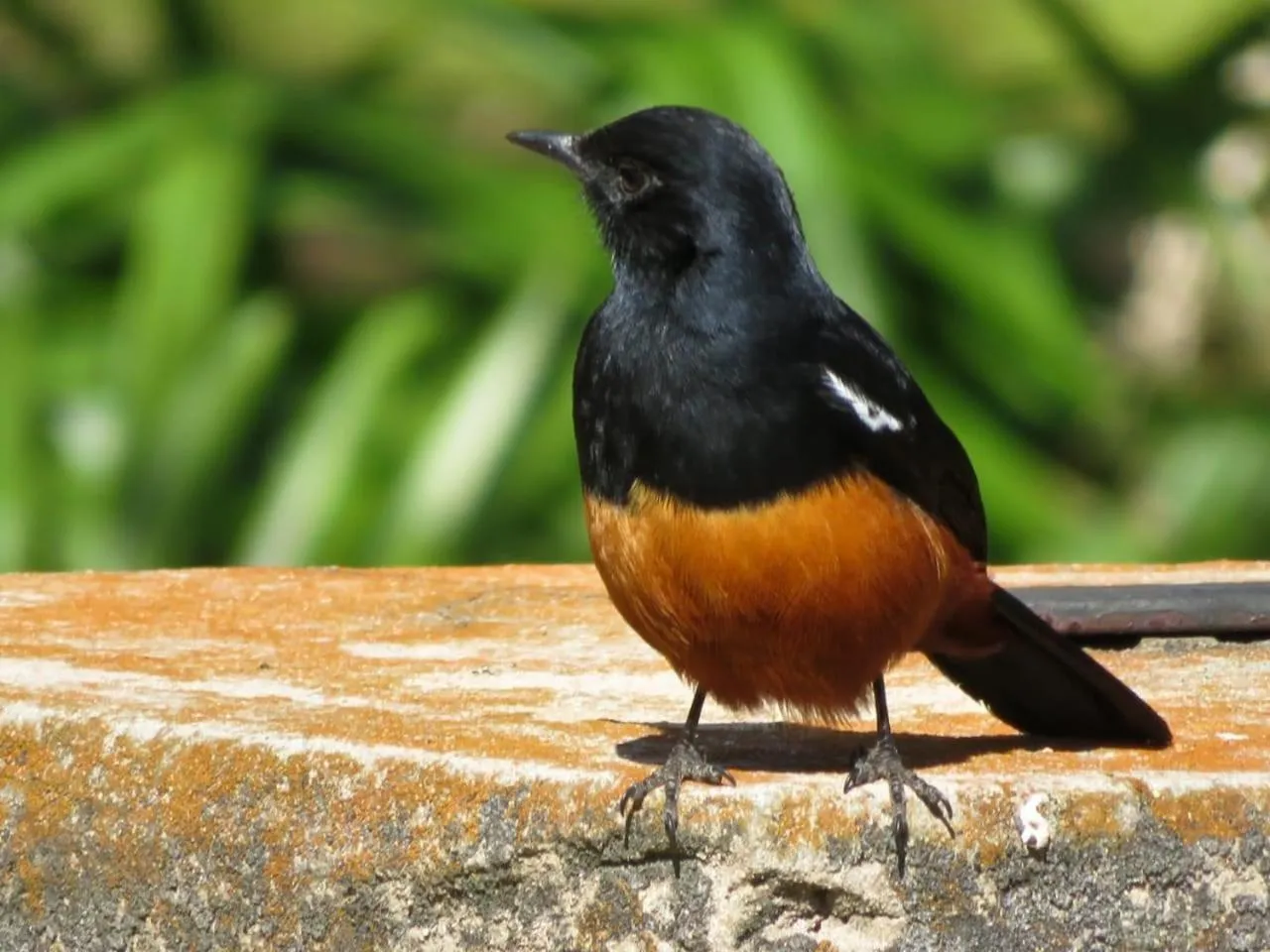 Animals in Valley of the Rainbow Fly Fishing Estate