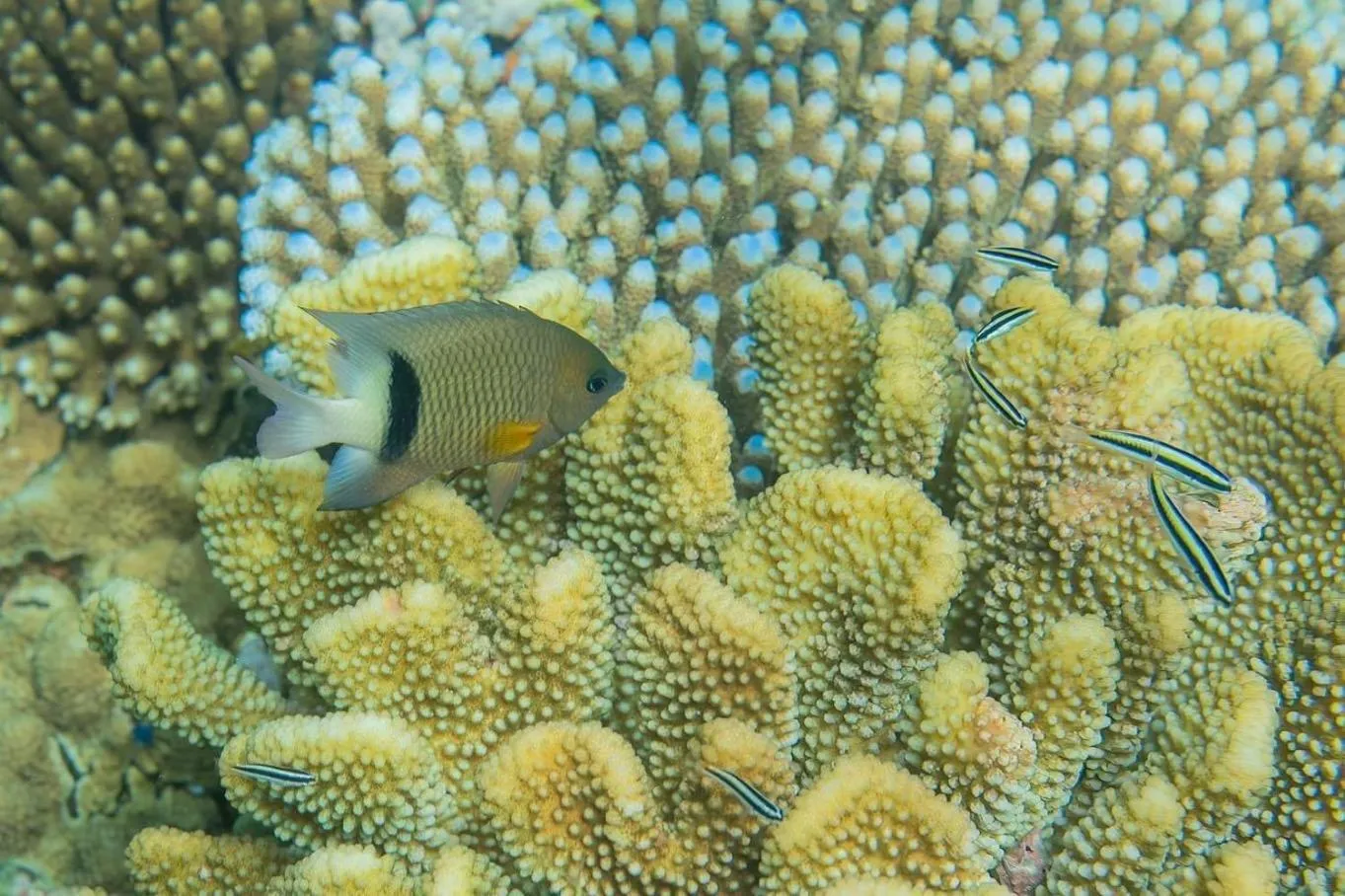 Tanna Evergreen Resort & Tours