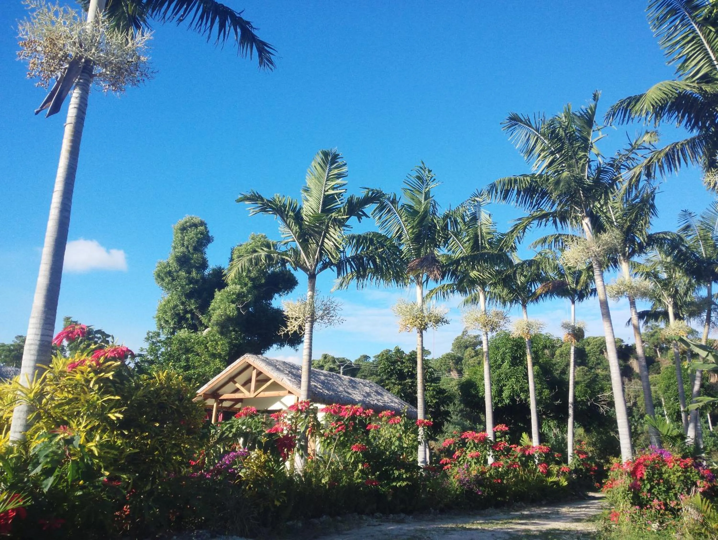 Garden view in Tanna Evergreen Resort & Tours