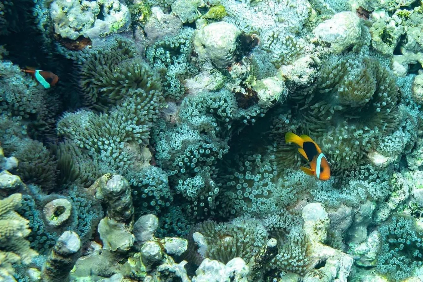 Tanna Evergreen Resort & Tours