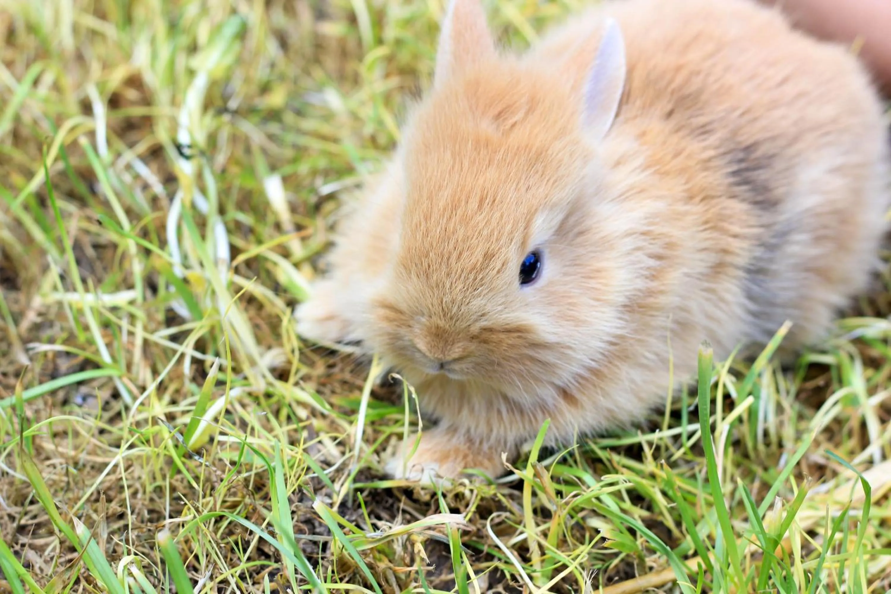 Pets in Domaine des Lilas