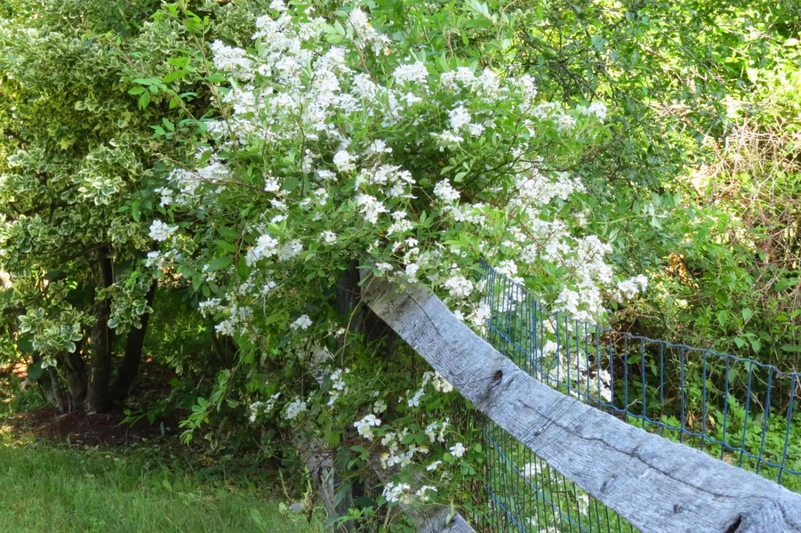 Garden in Timber Post Bed & Breakfast