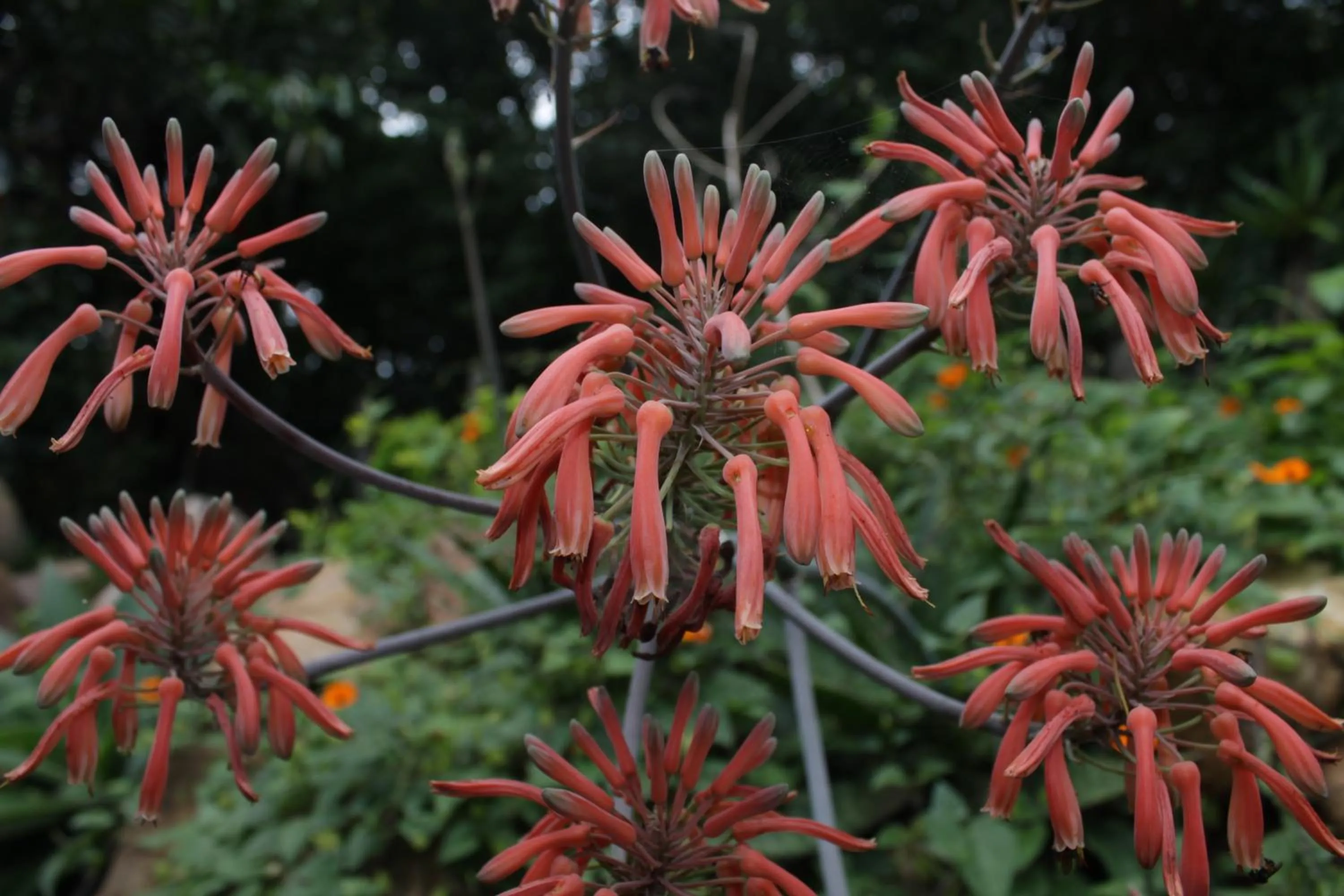 Spring in Greemount Hotel