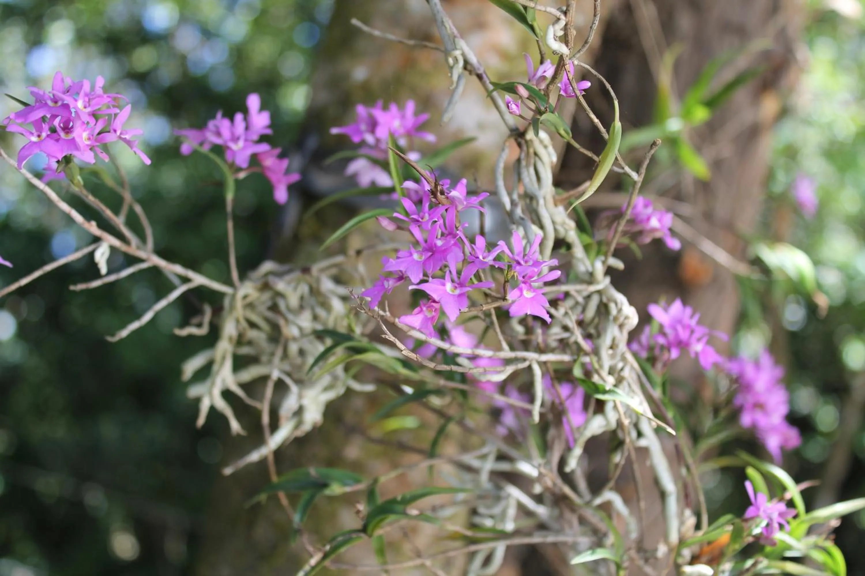 Garden view in Greemount Hotel