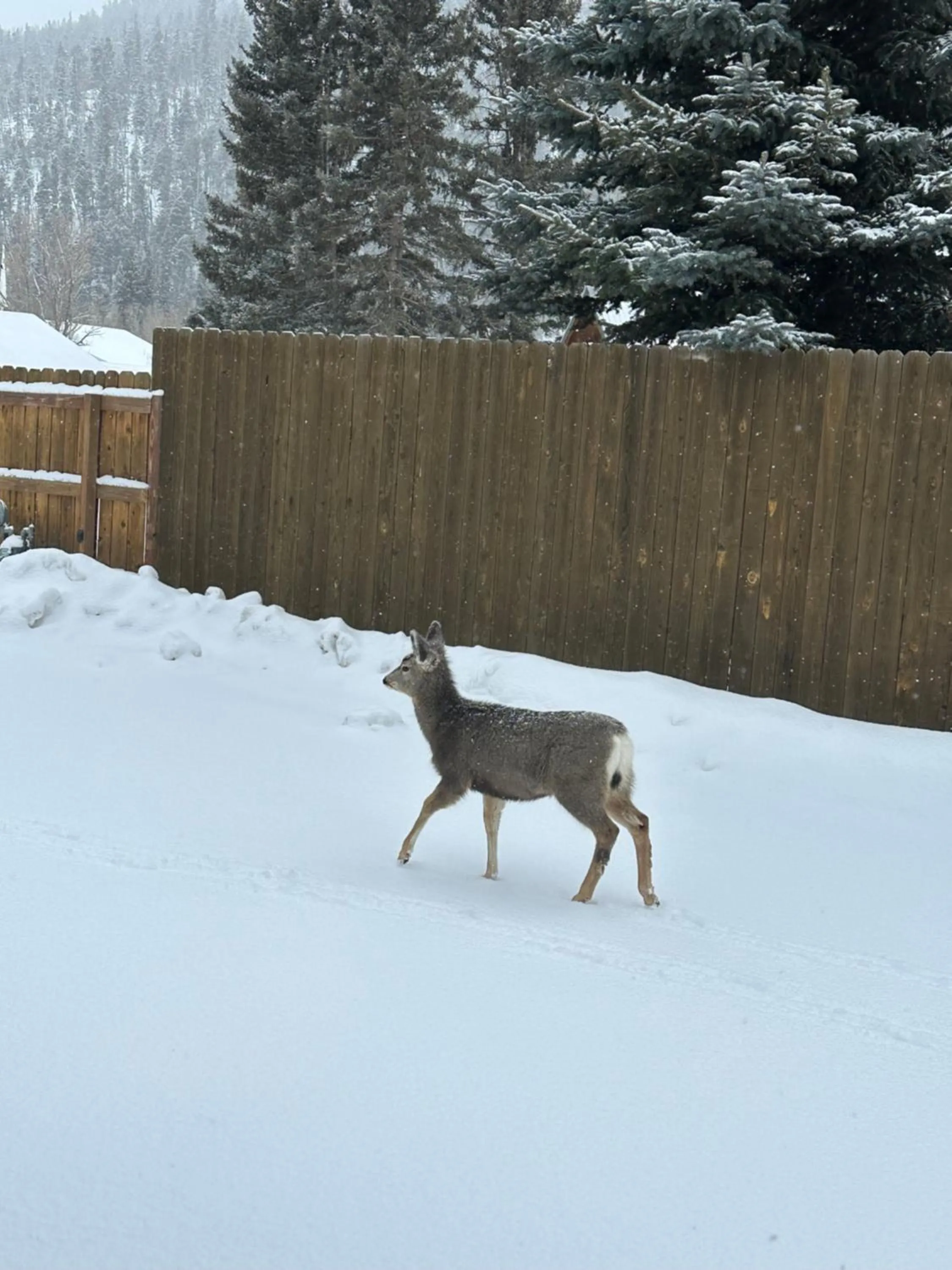 Winter in Deer Lodge