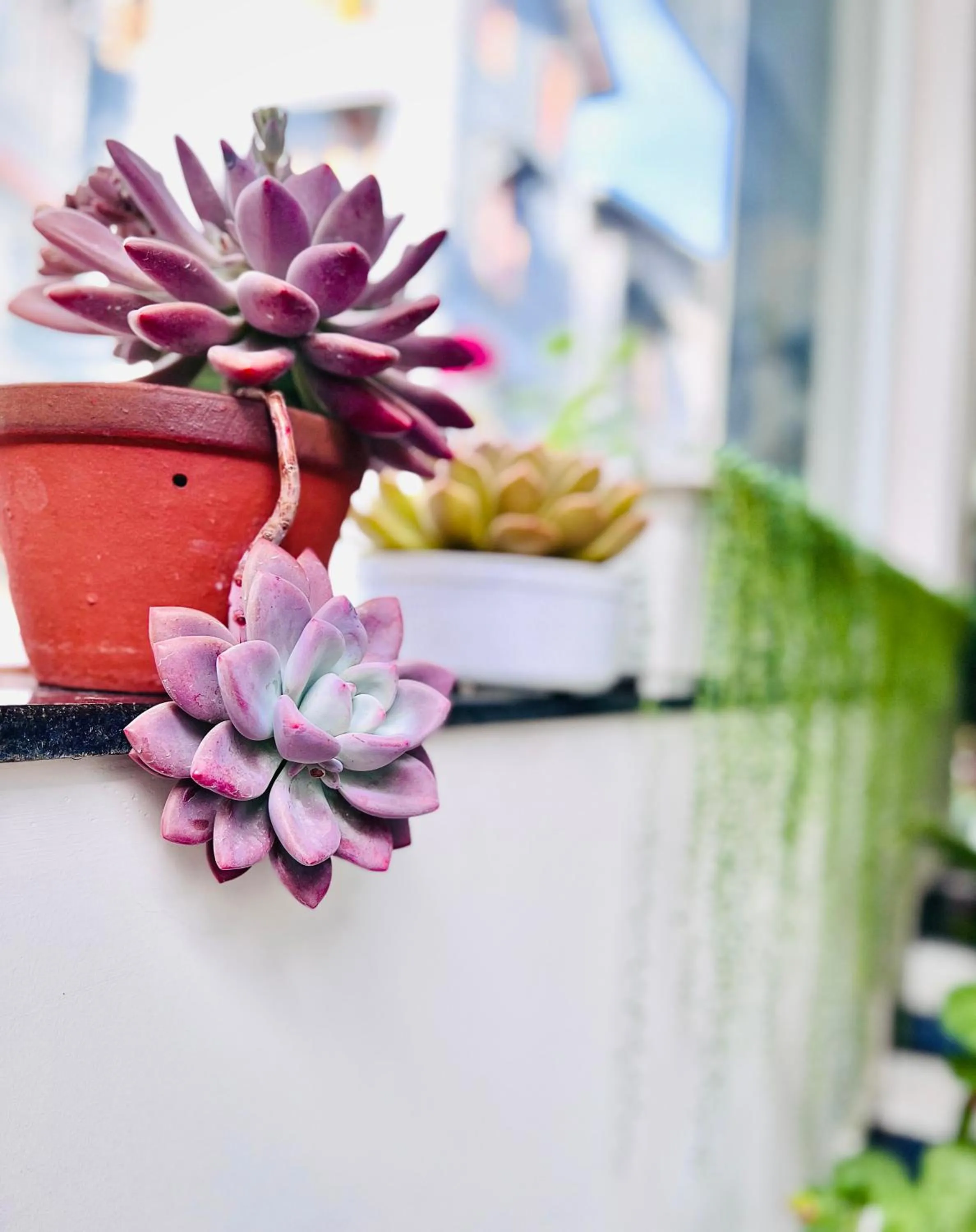 Natural landscape in Dalat Eco Hotel