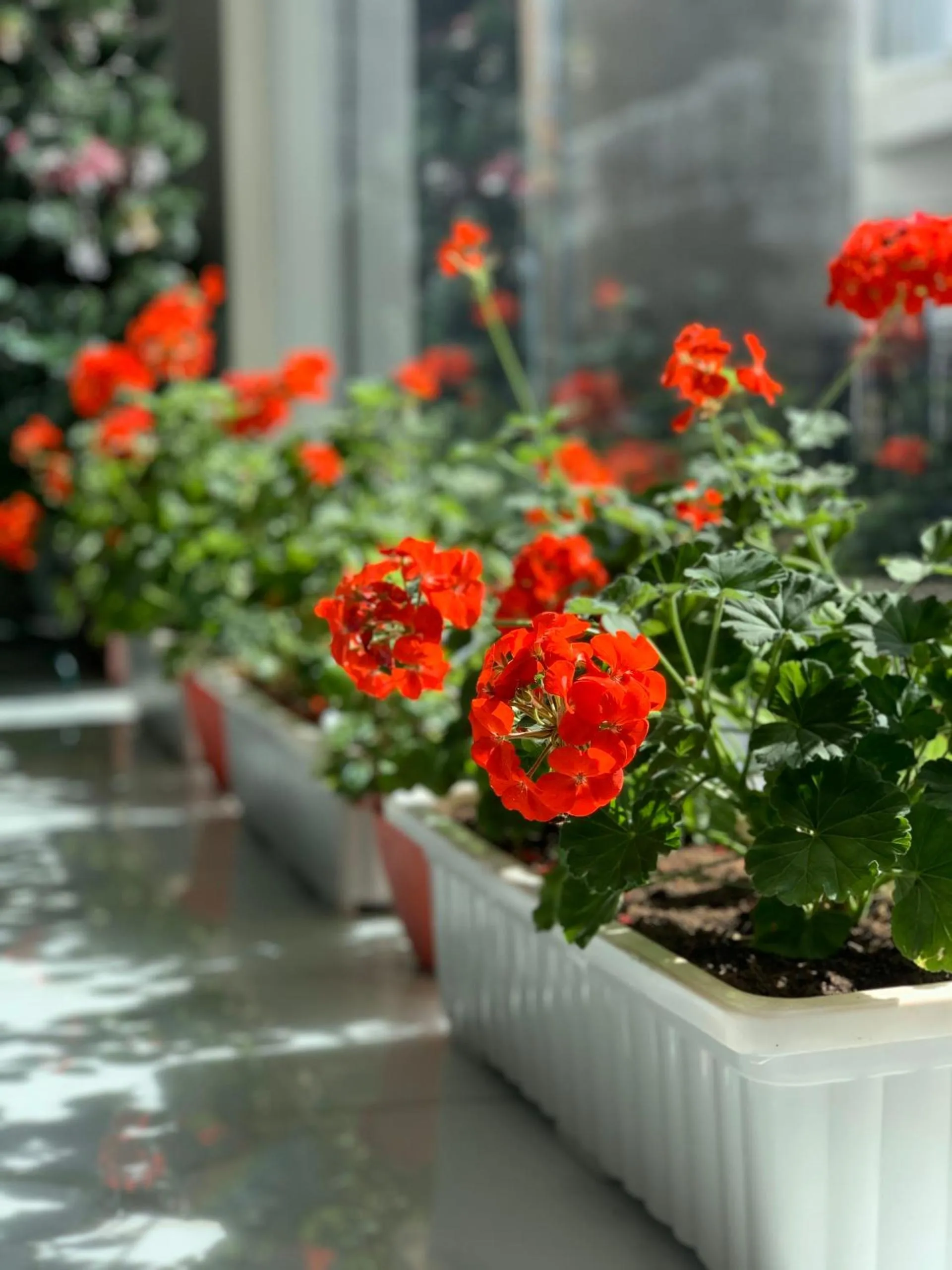 Patio in Dalat Eco Hotel