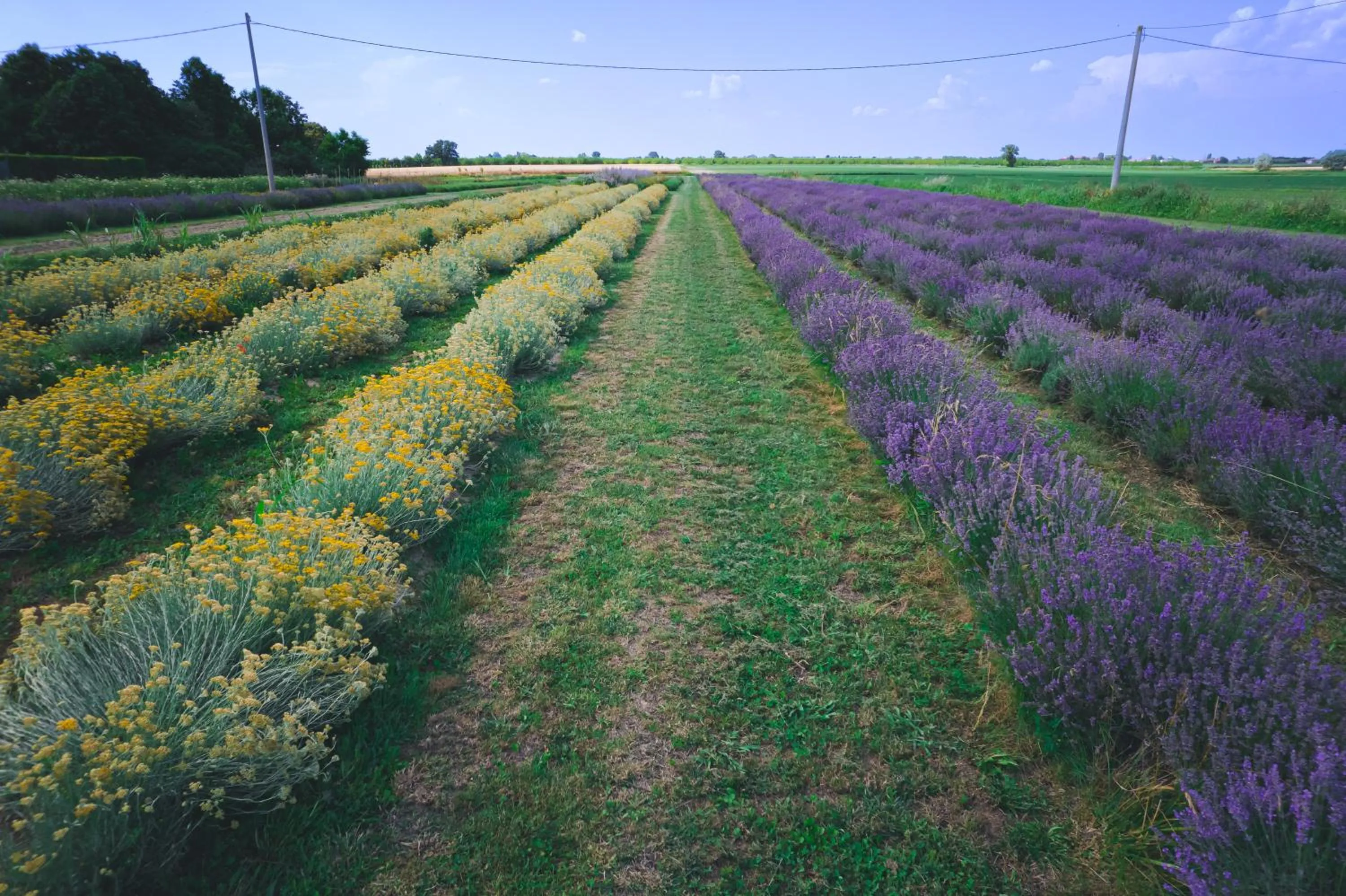 Garden in AgriB&B Corte Burchio