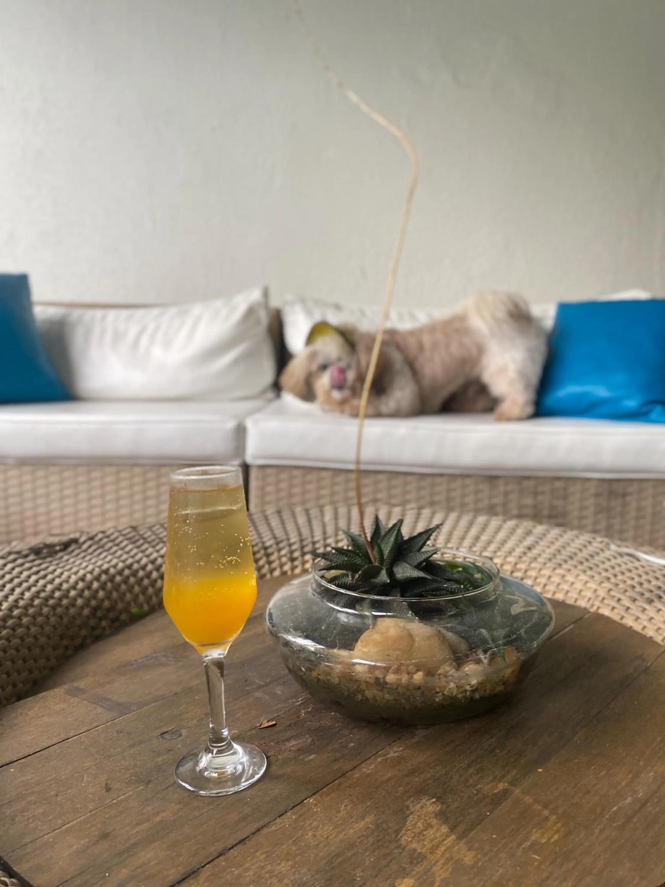 Food and drinks in Armação dos Búzios Pousada Design