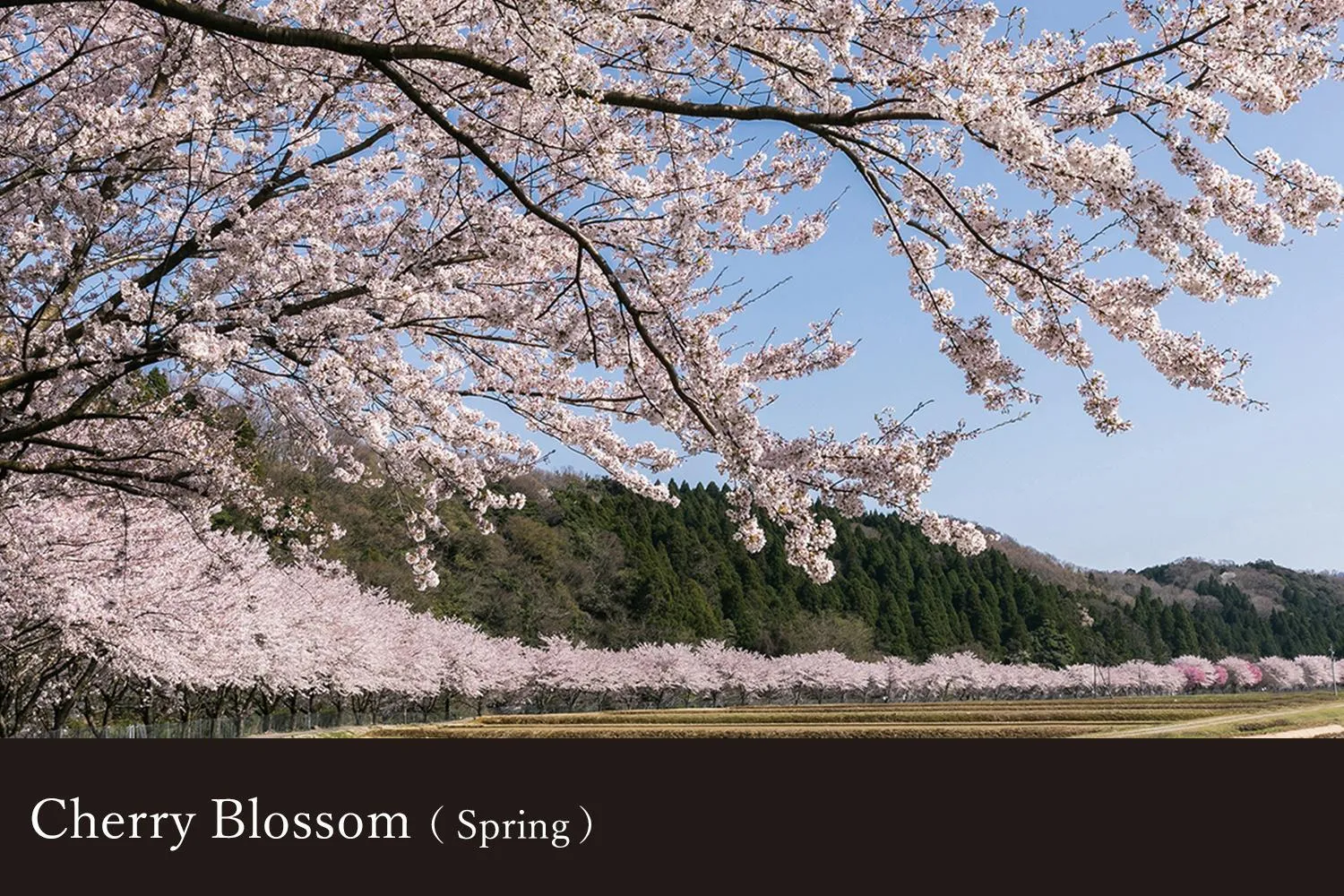 Yamanaka Onsen Kagari Kisshotei