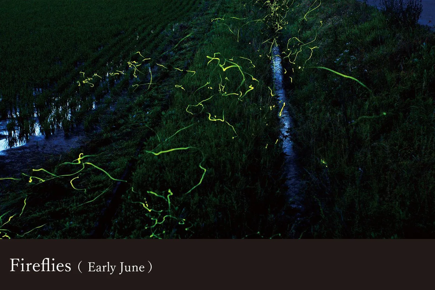 Yamanaka Onsen Kagari Kisshotei