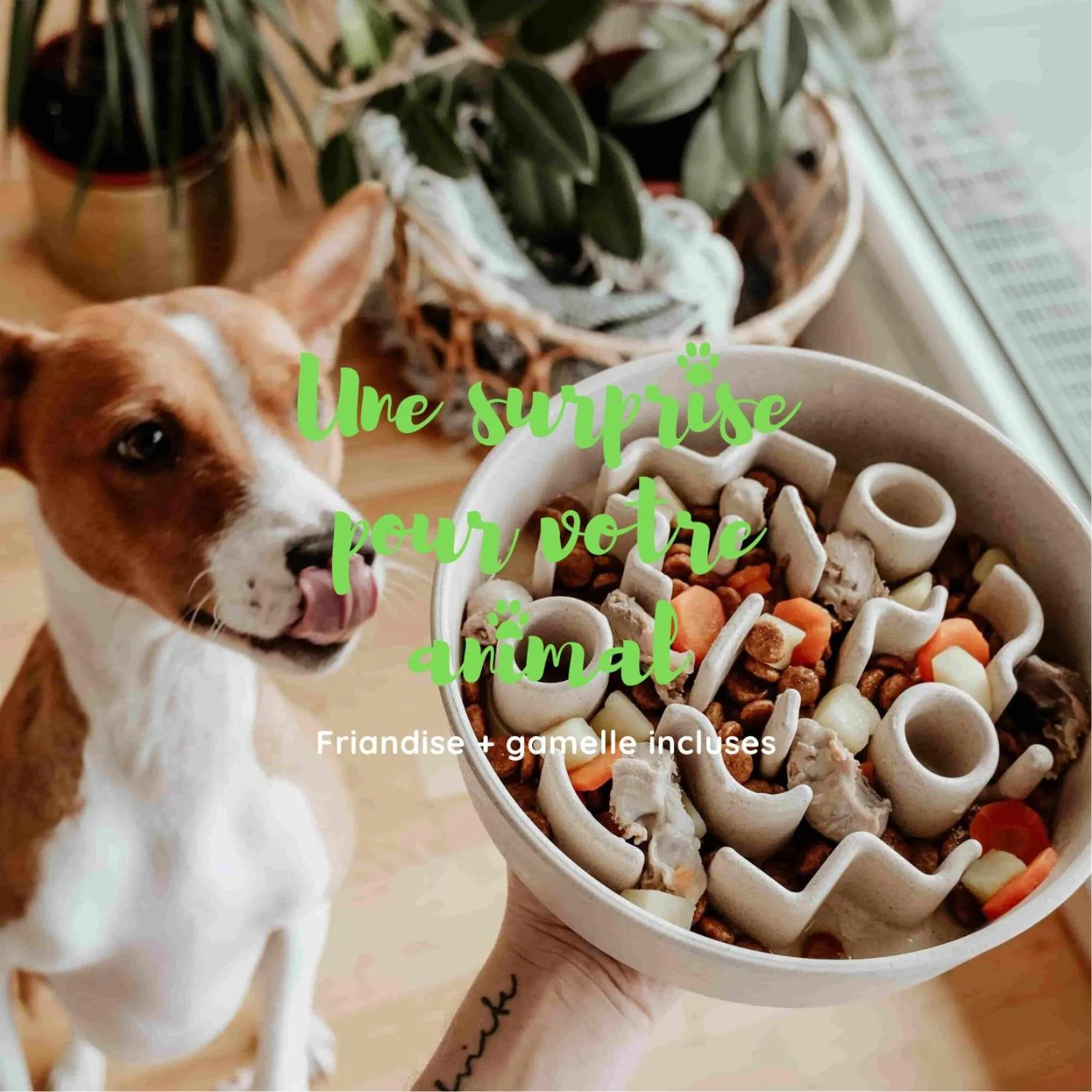 Pets in Campanile Marmande