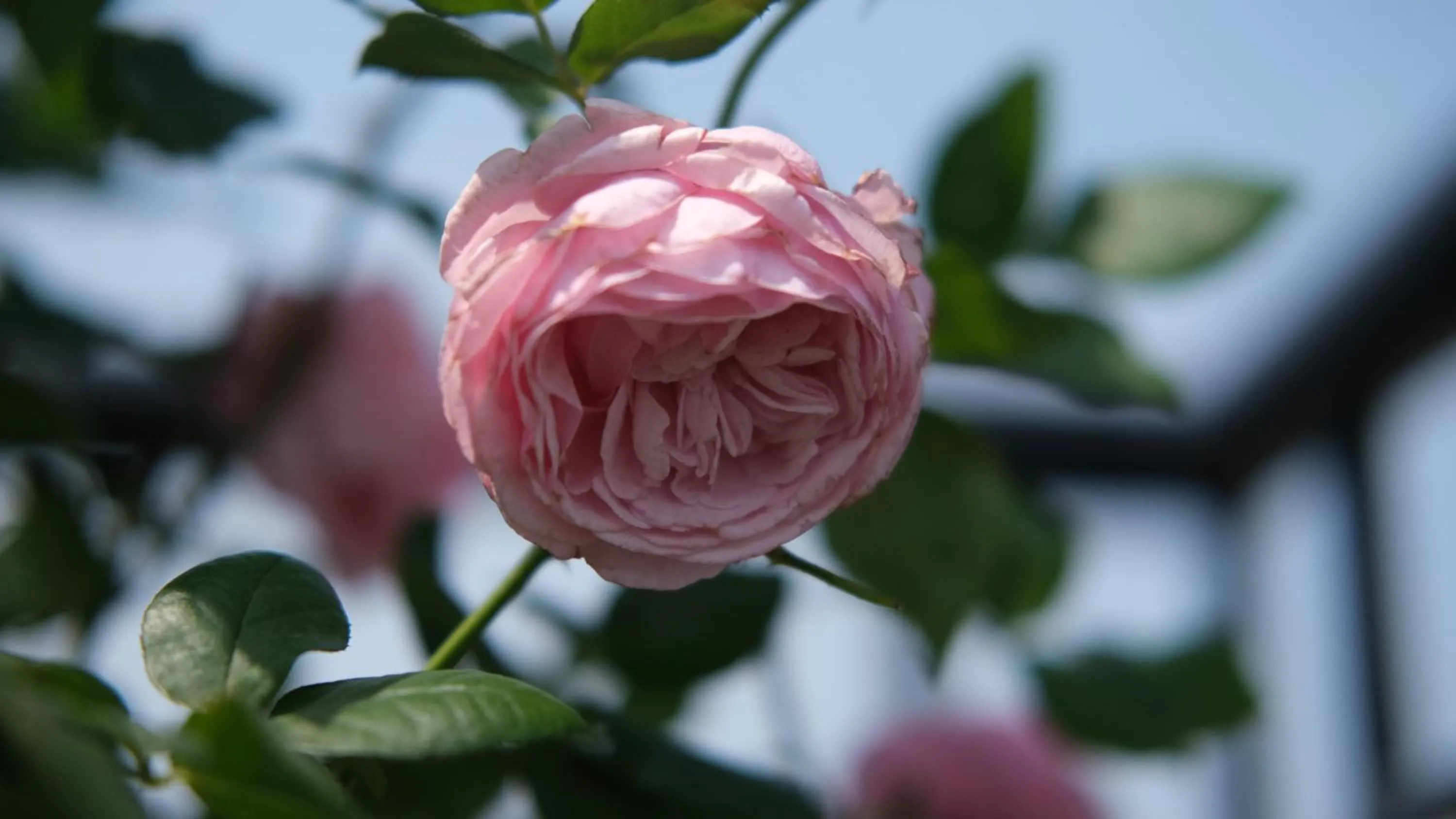 Spring in The Bloom Classic - An Excellent Blend of Cozy Living and Urban Relaxation