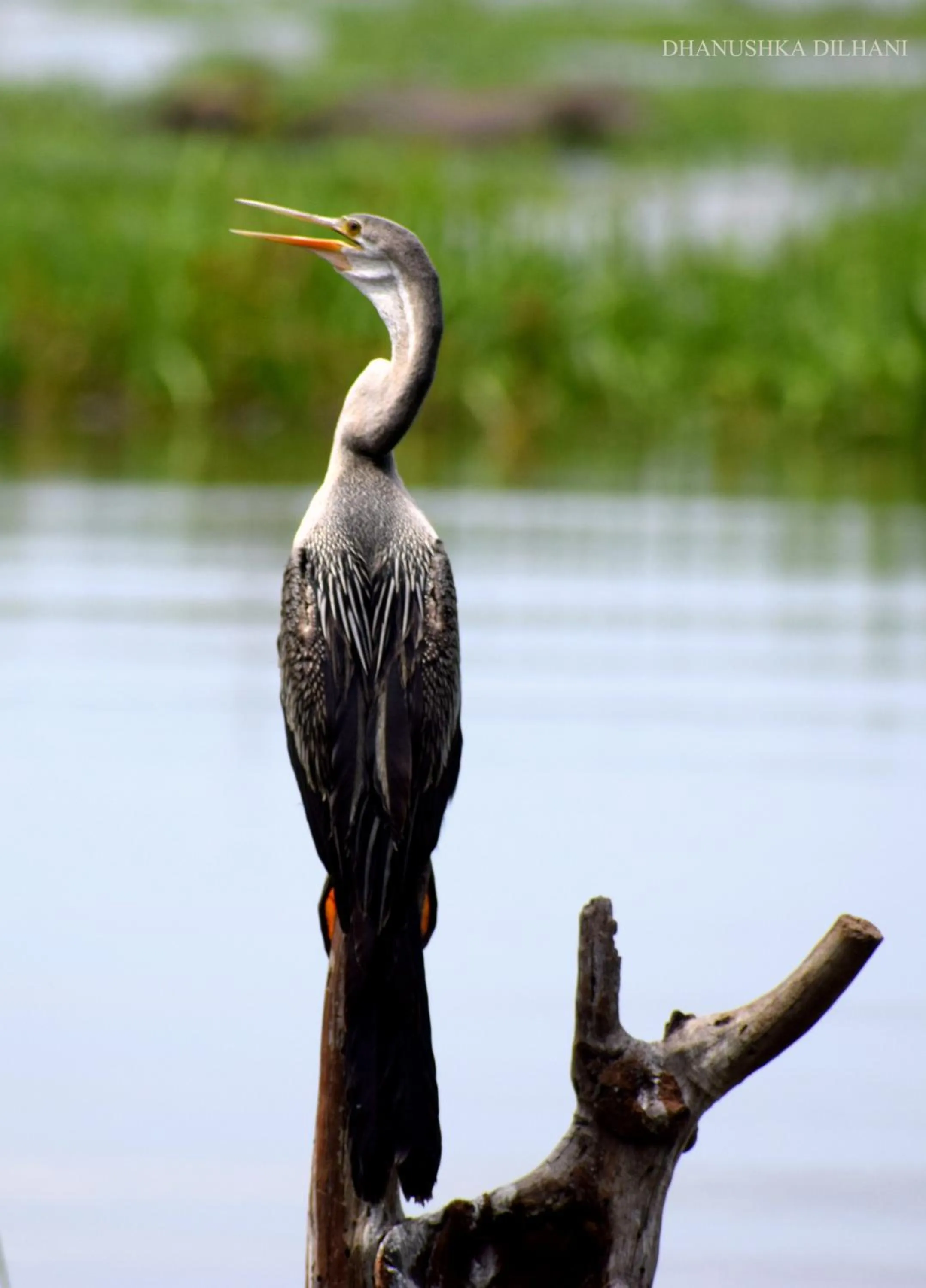 Activities in LakeSide Cabana Tissamaharama