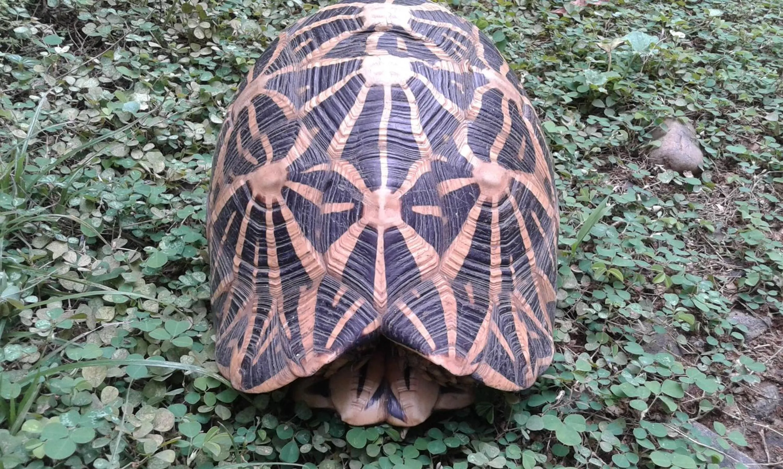 Animals in Katagamuwa Rest