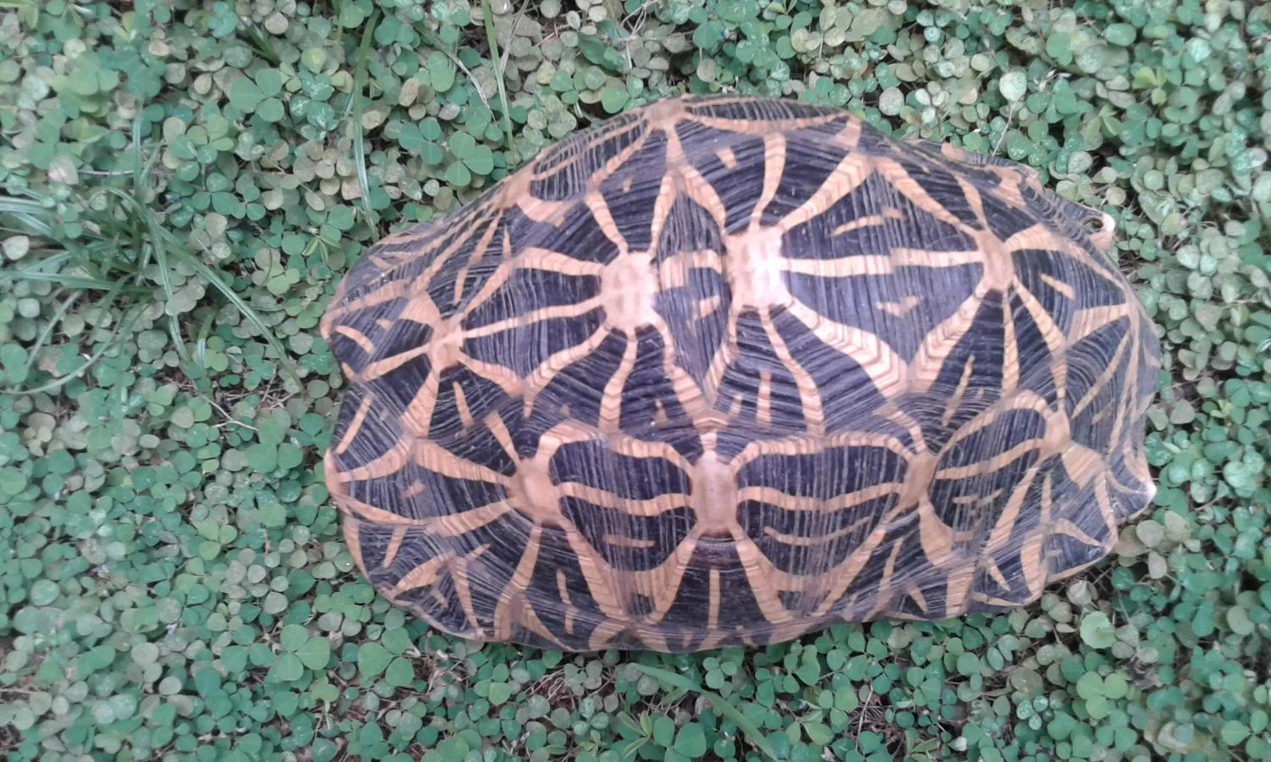 Animals in Katagamuwa Rest