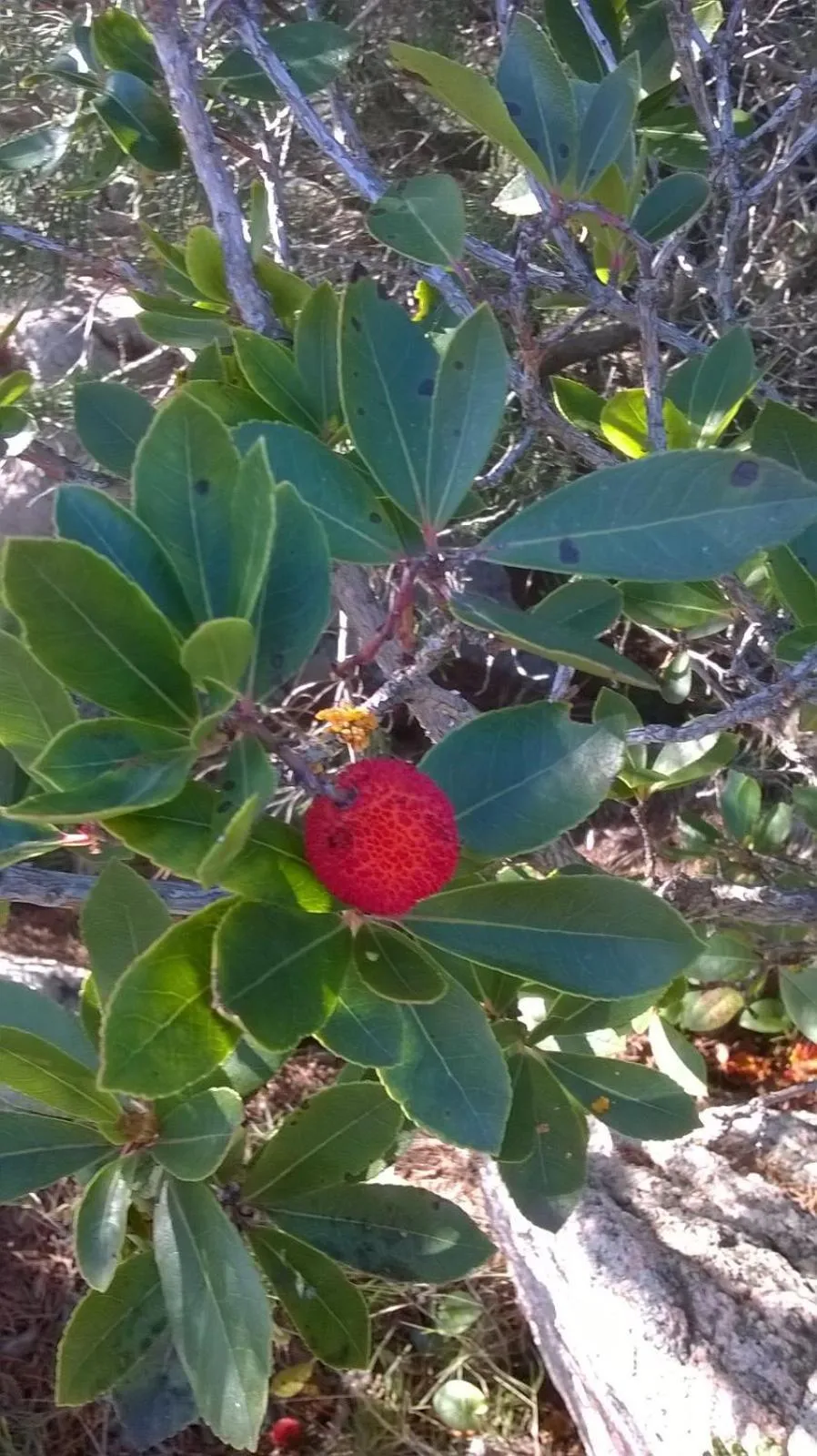 Garden in Agriturismo La Vigna