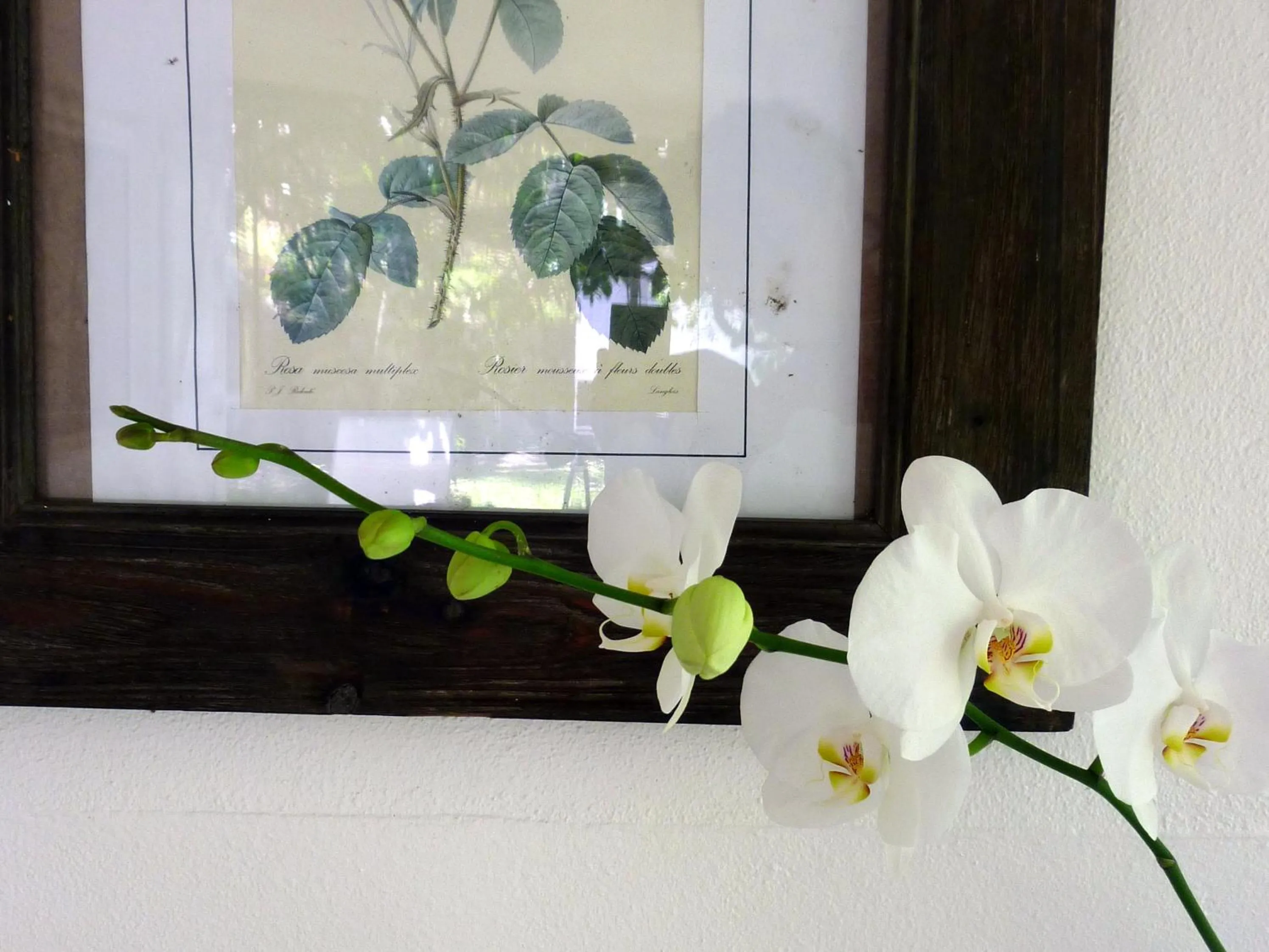 Decorative detail in Senteur Vanille