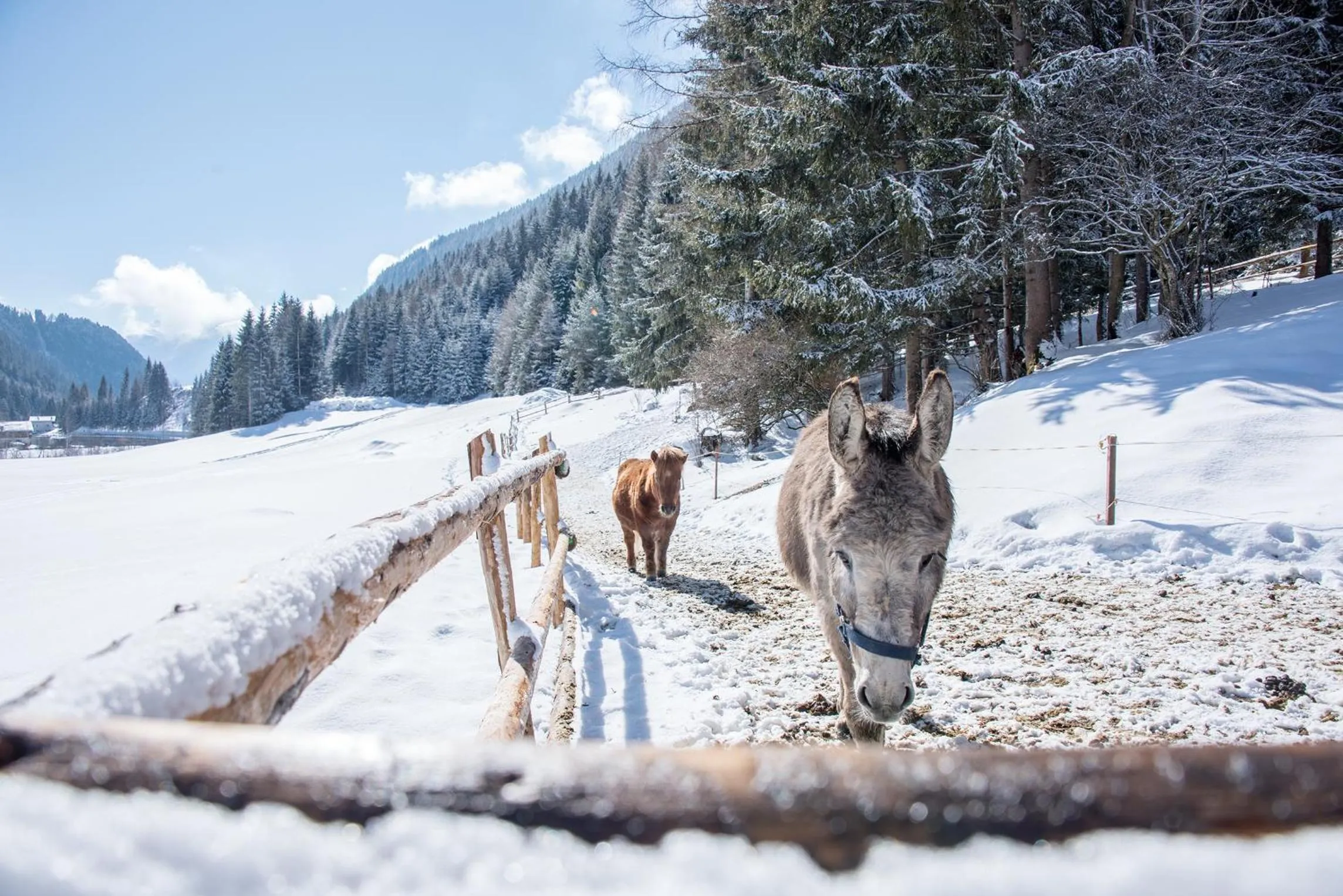 Animals in Valsegg Chalets Südtirol - luxury and private hideaway