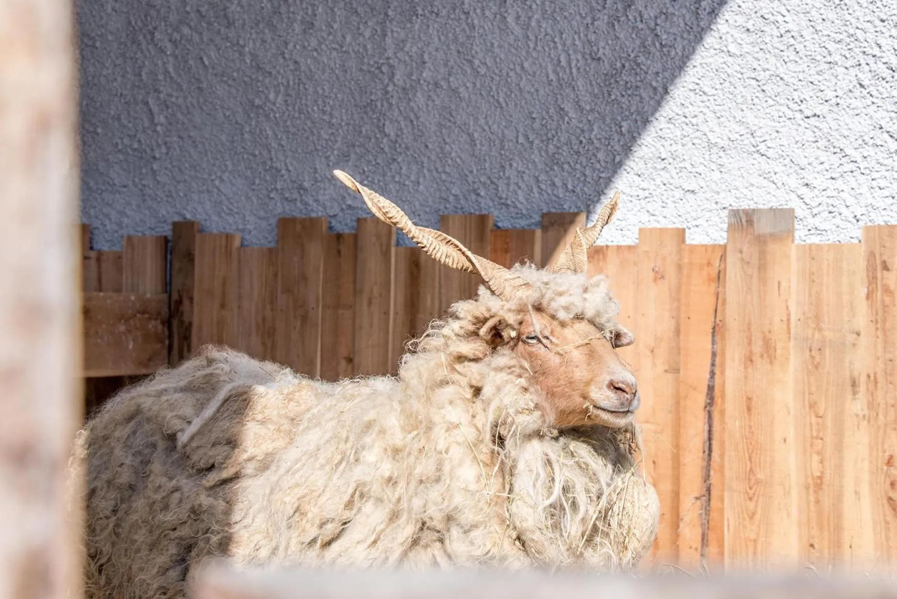 Animals in Valsegg Chalets Südtirol - luxury and private hideaway