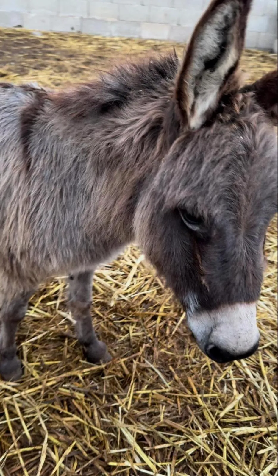 Animals in Agriturismo Tenuta Calitre