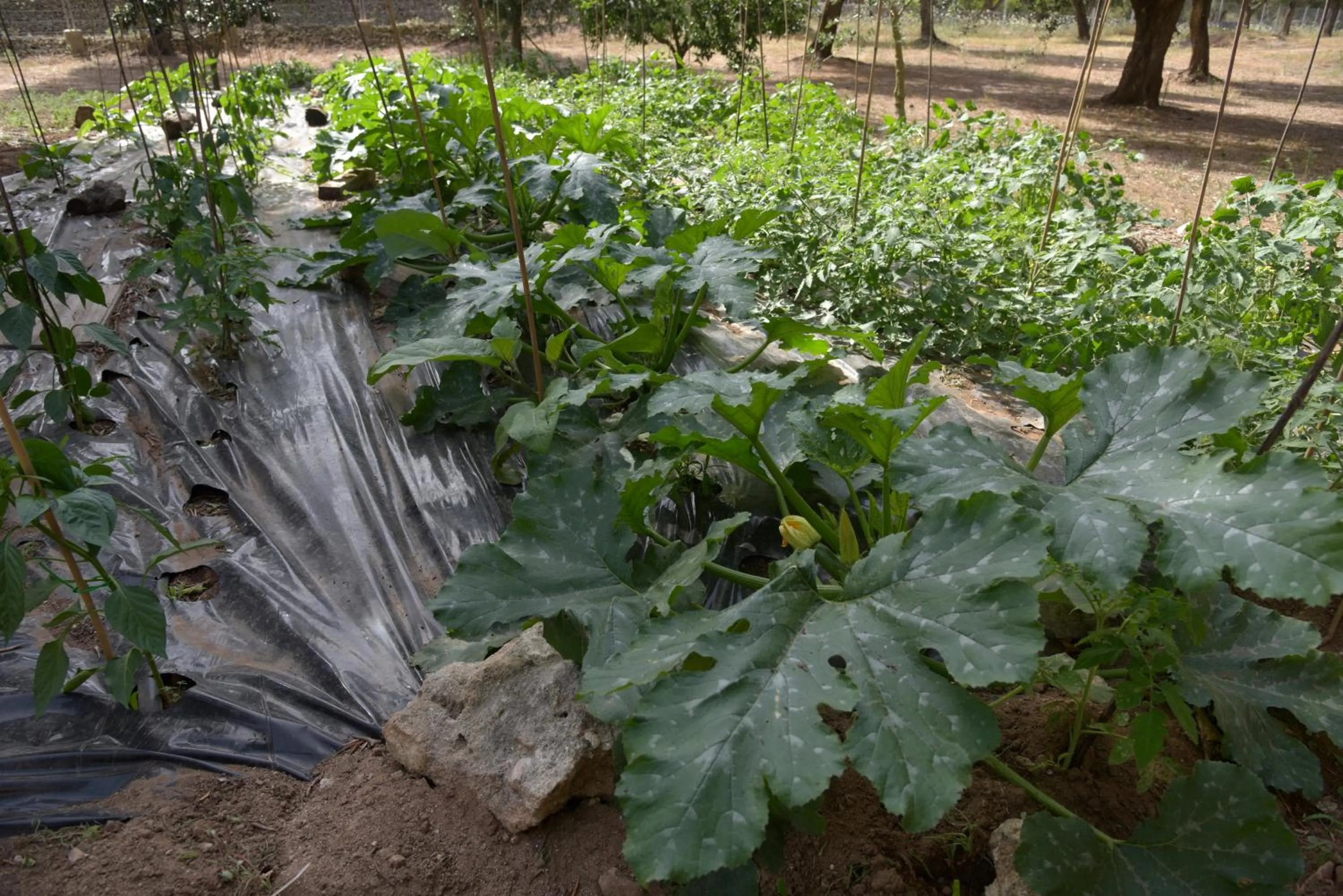 Floor plan in Agriturismo Tenuta Calitre