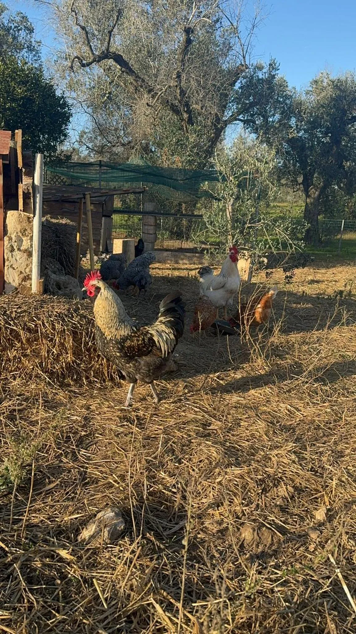 Day in Agriturismo Tenuta Calitre