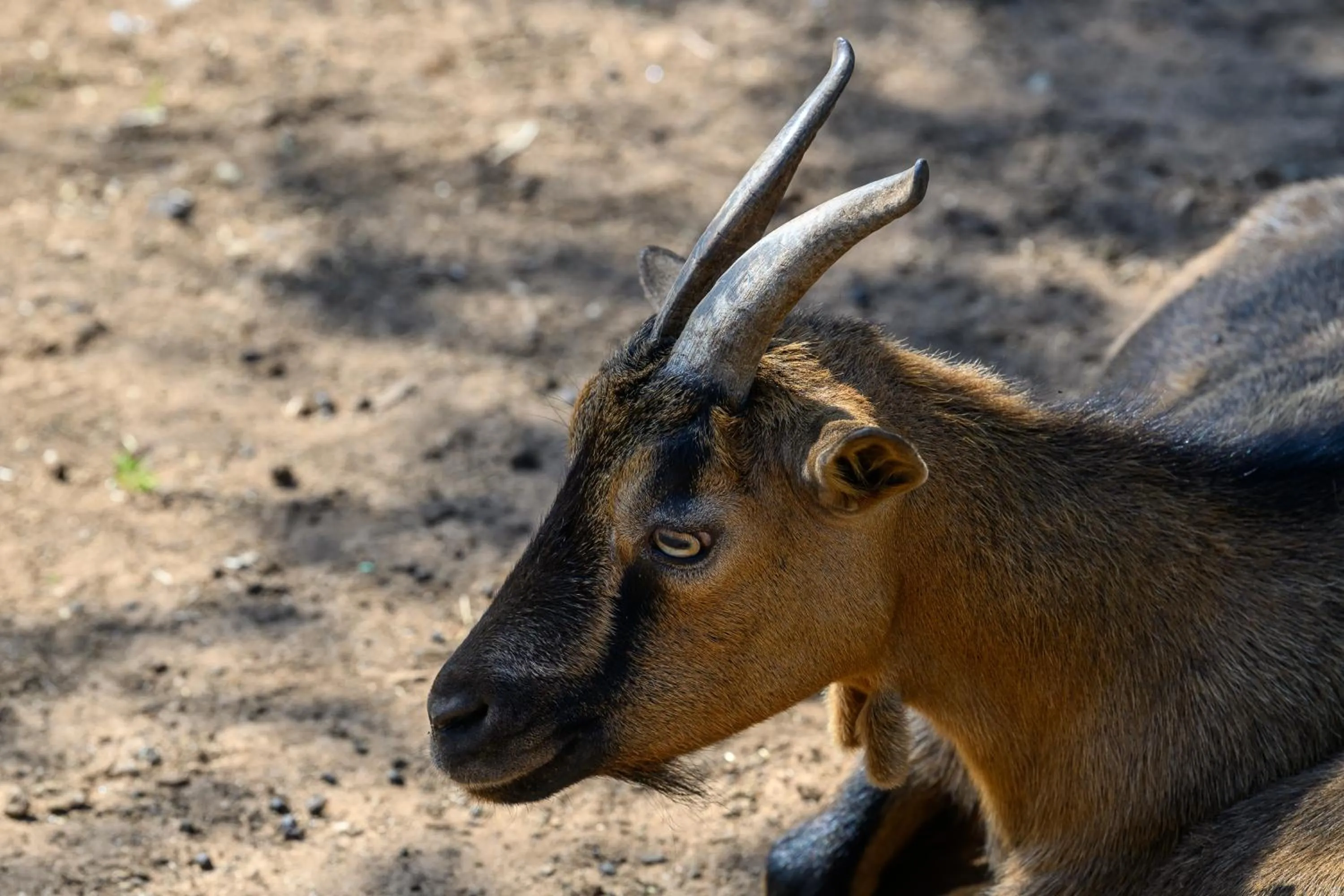 Animals in Agriturismo Tenuta Calitre