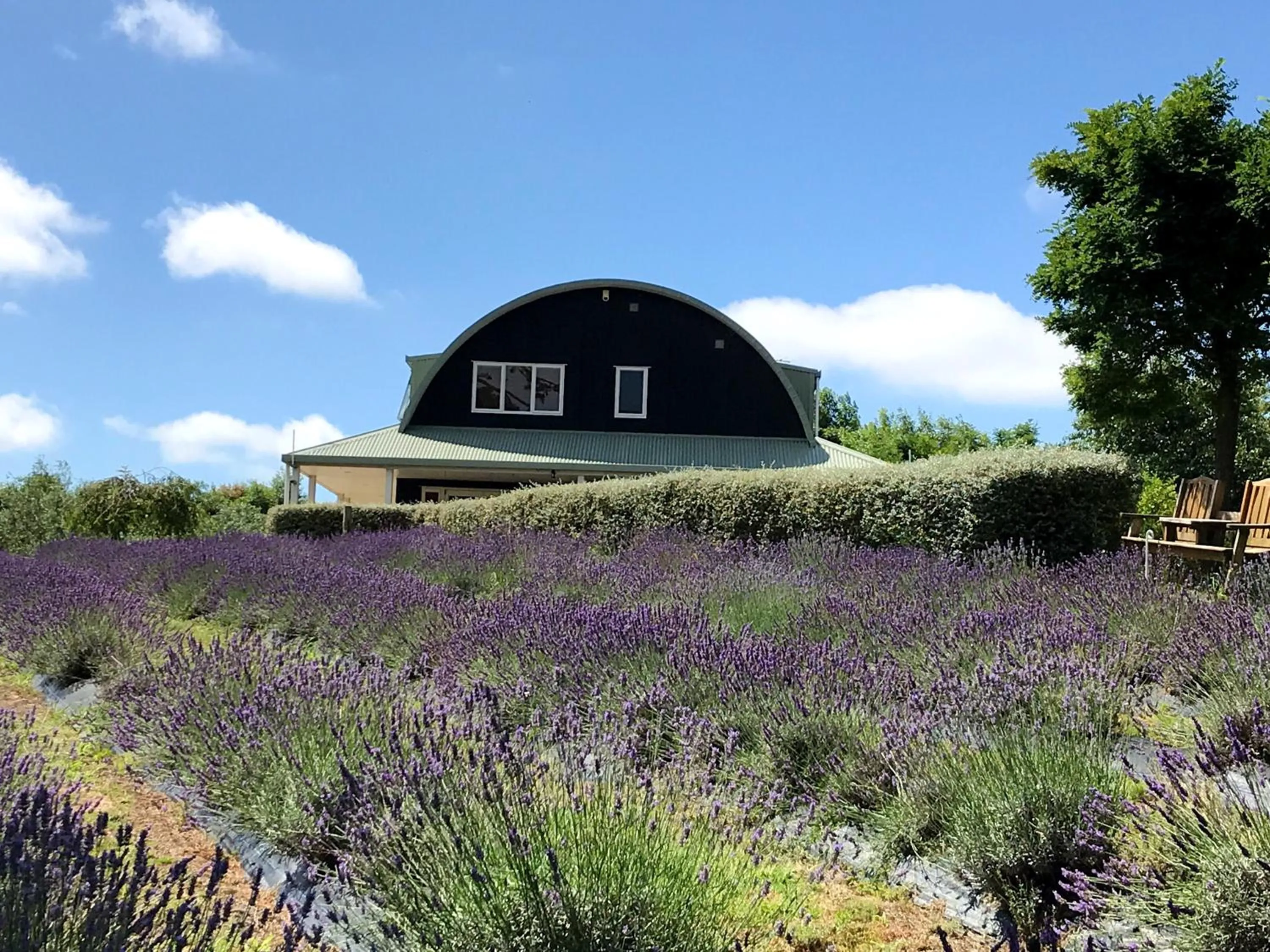 Garden in Lavender Hill