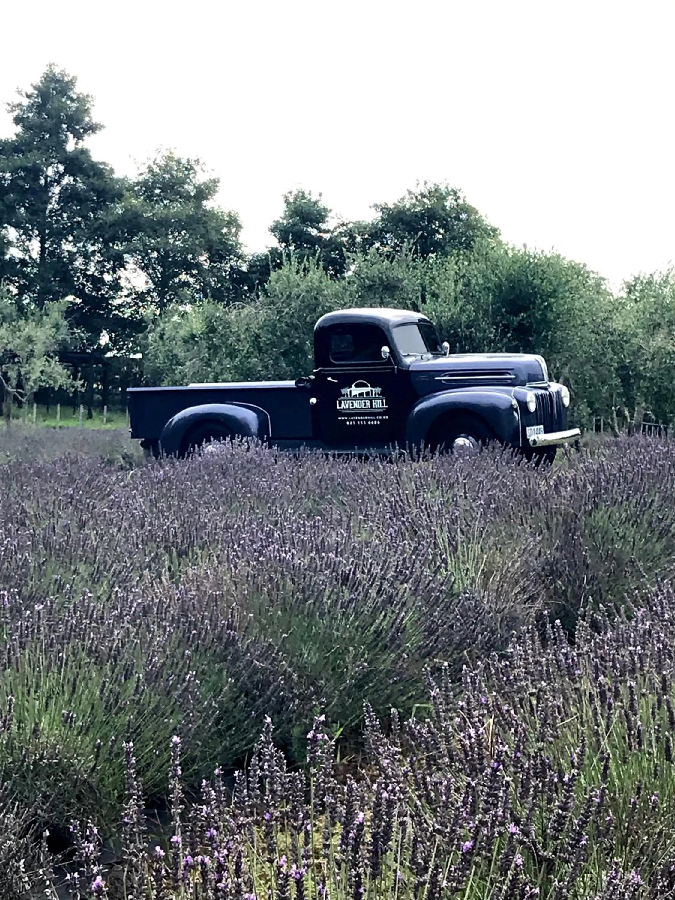Garden in Lavender Hill