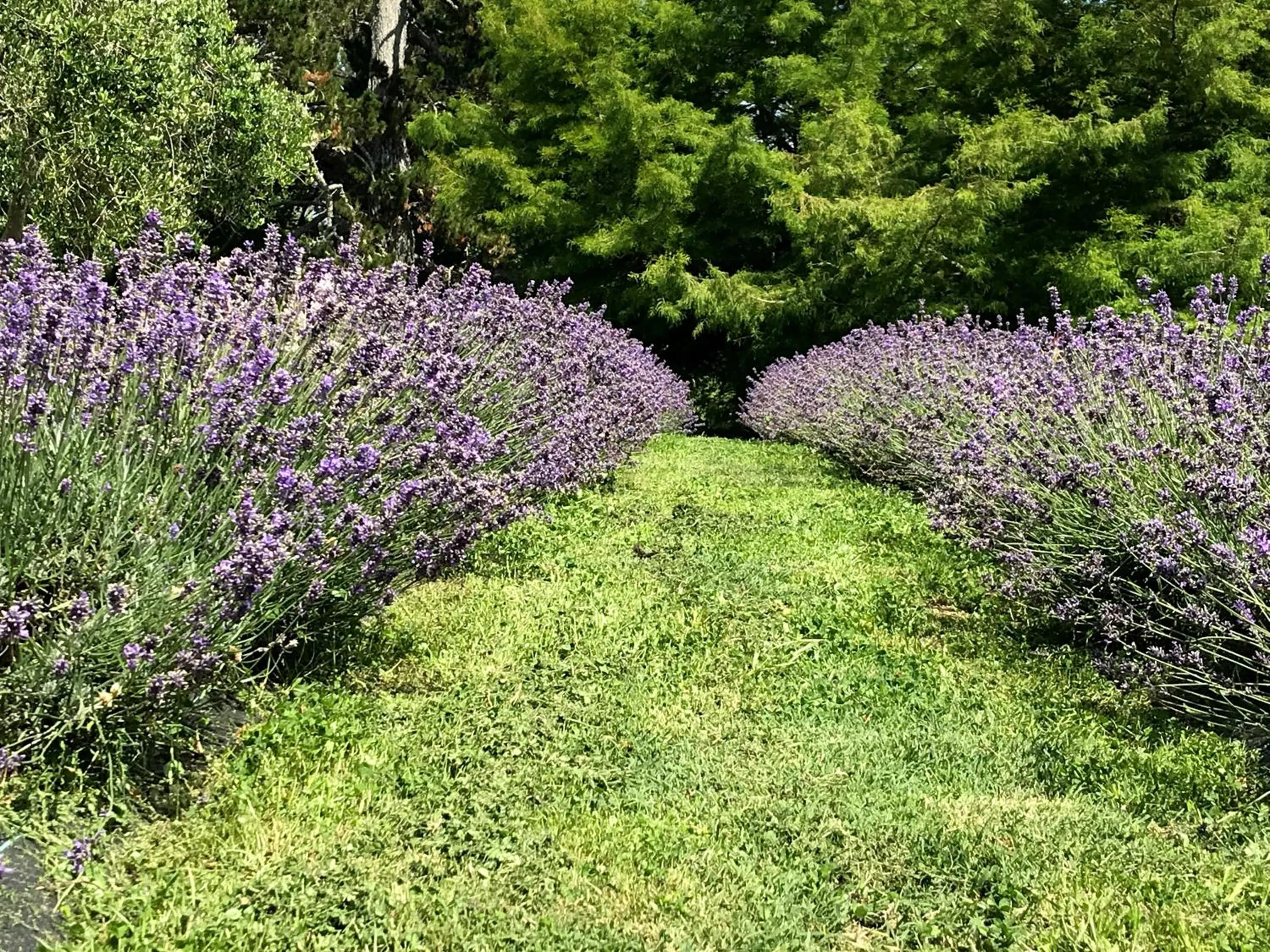 Garden in Lavender Hill