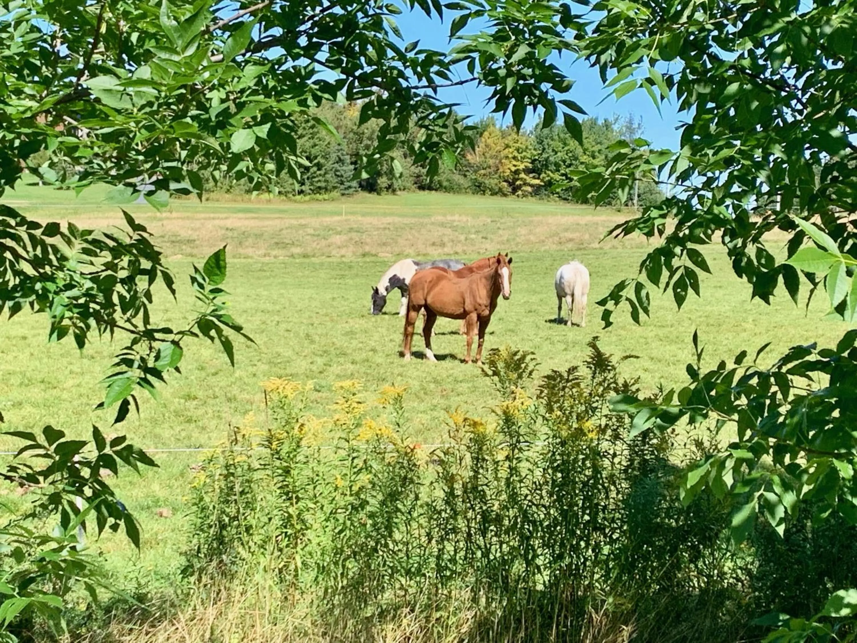 Natural landscape in Maison du Mont-Mégantic spa à l'année